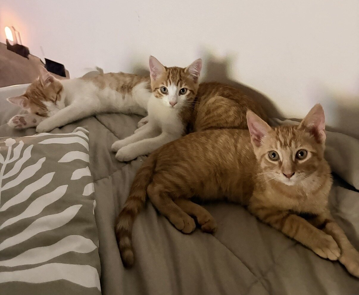 Male Domestic Shorthair Kittens! image 2