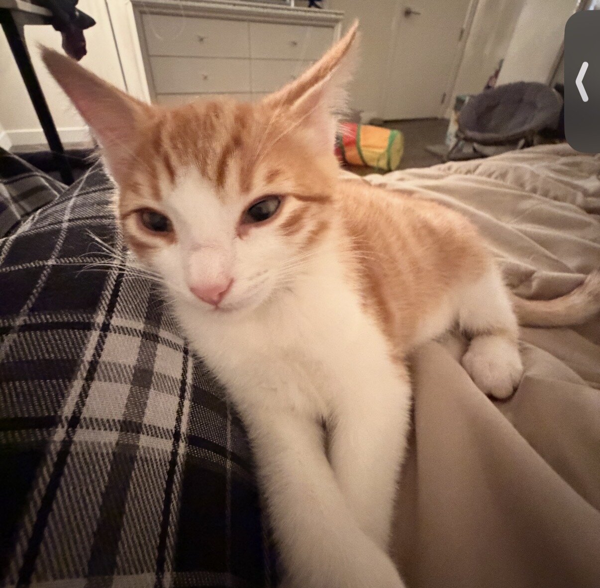 Male Domestic Shorthair Kittens! image 4