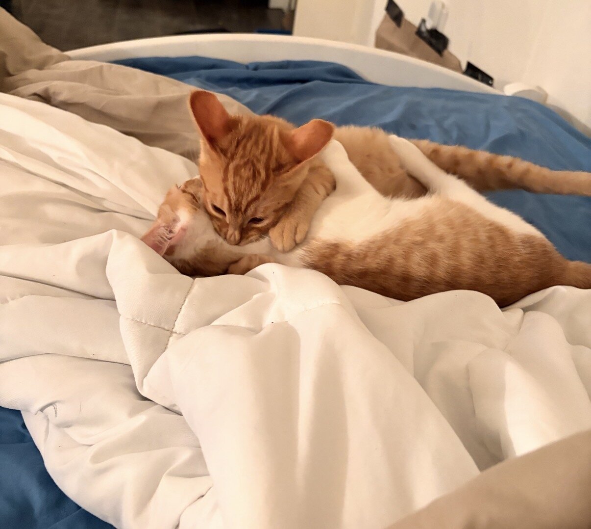 Male Domestic Shorthair Kittens! image 3