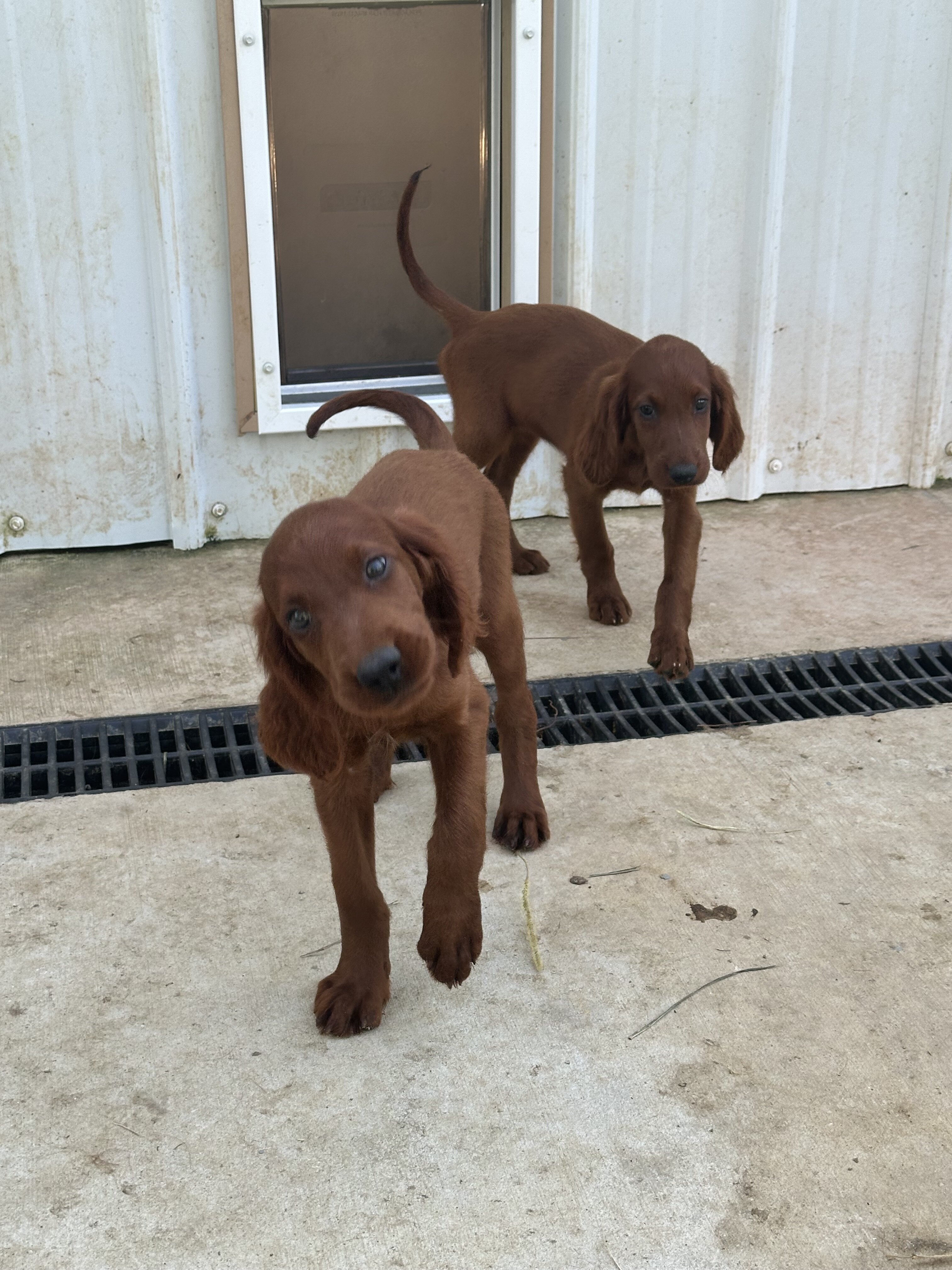 AKC Irish Setter Puppies image 1