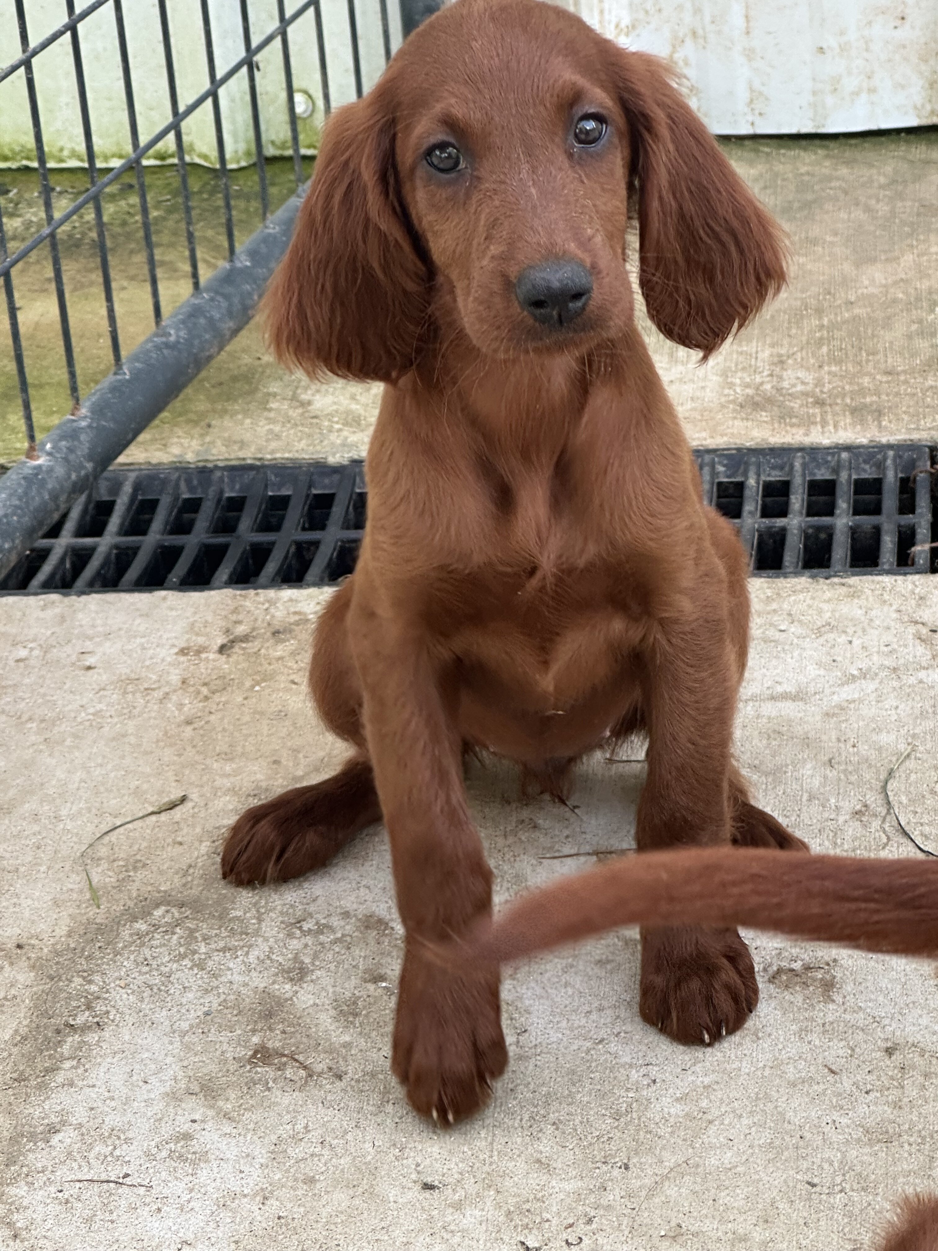 AKC Irish Setter Puppies image 2