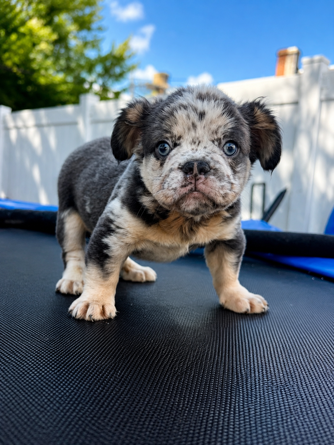 Fluffy frenchie image 3