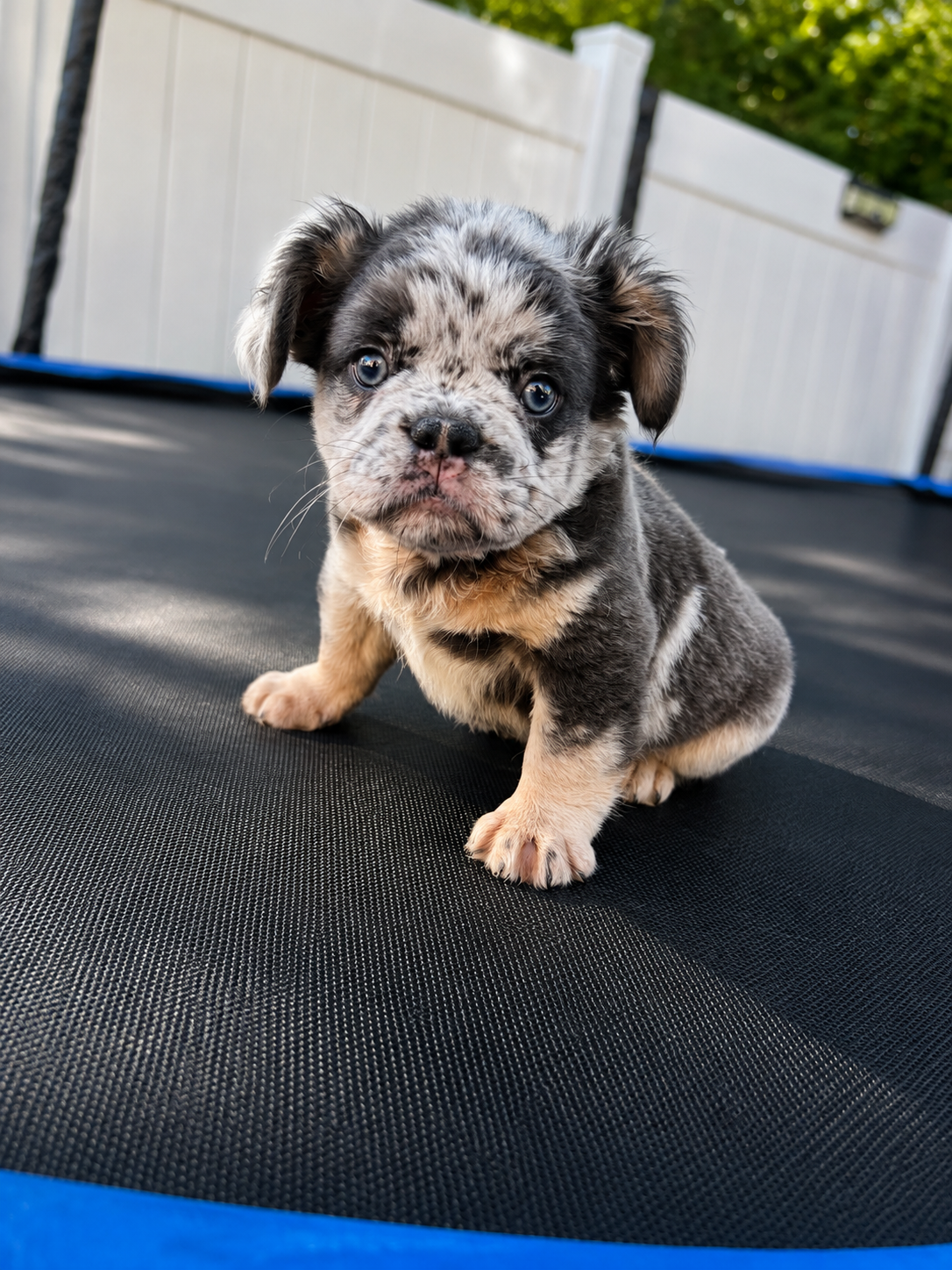 Fluffy frenchie image 2