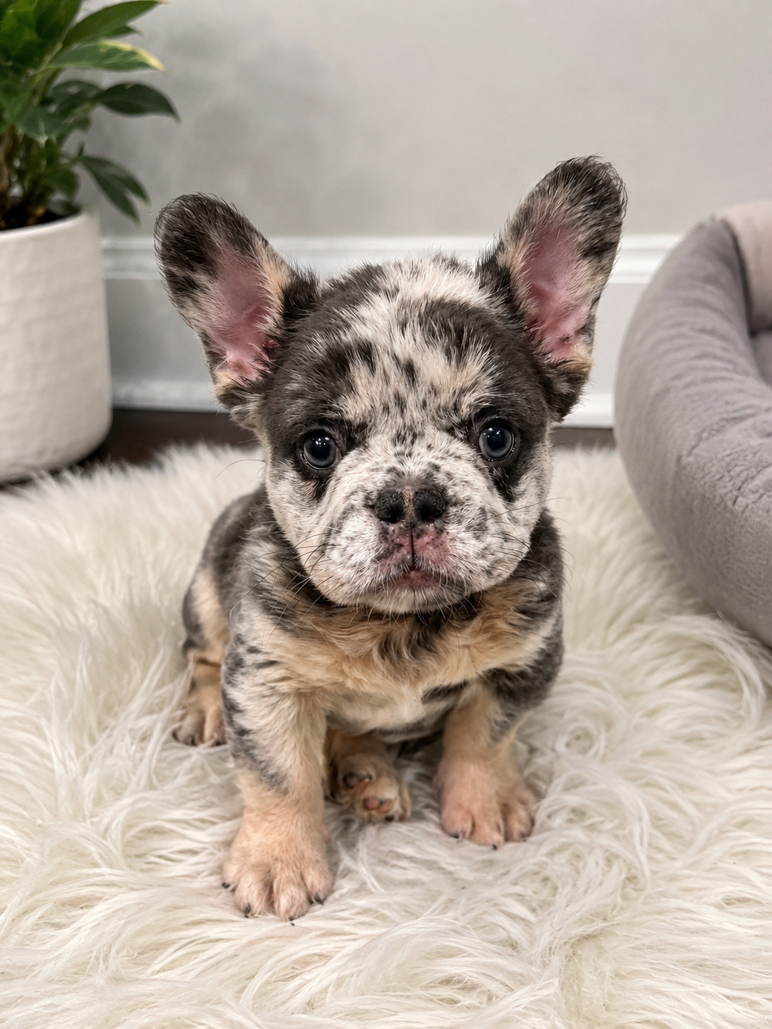 Fluffy frenchie image 1