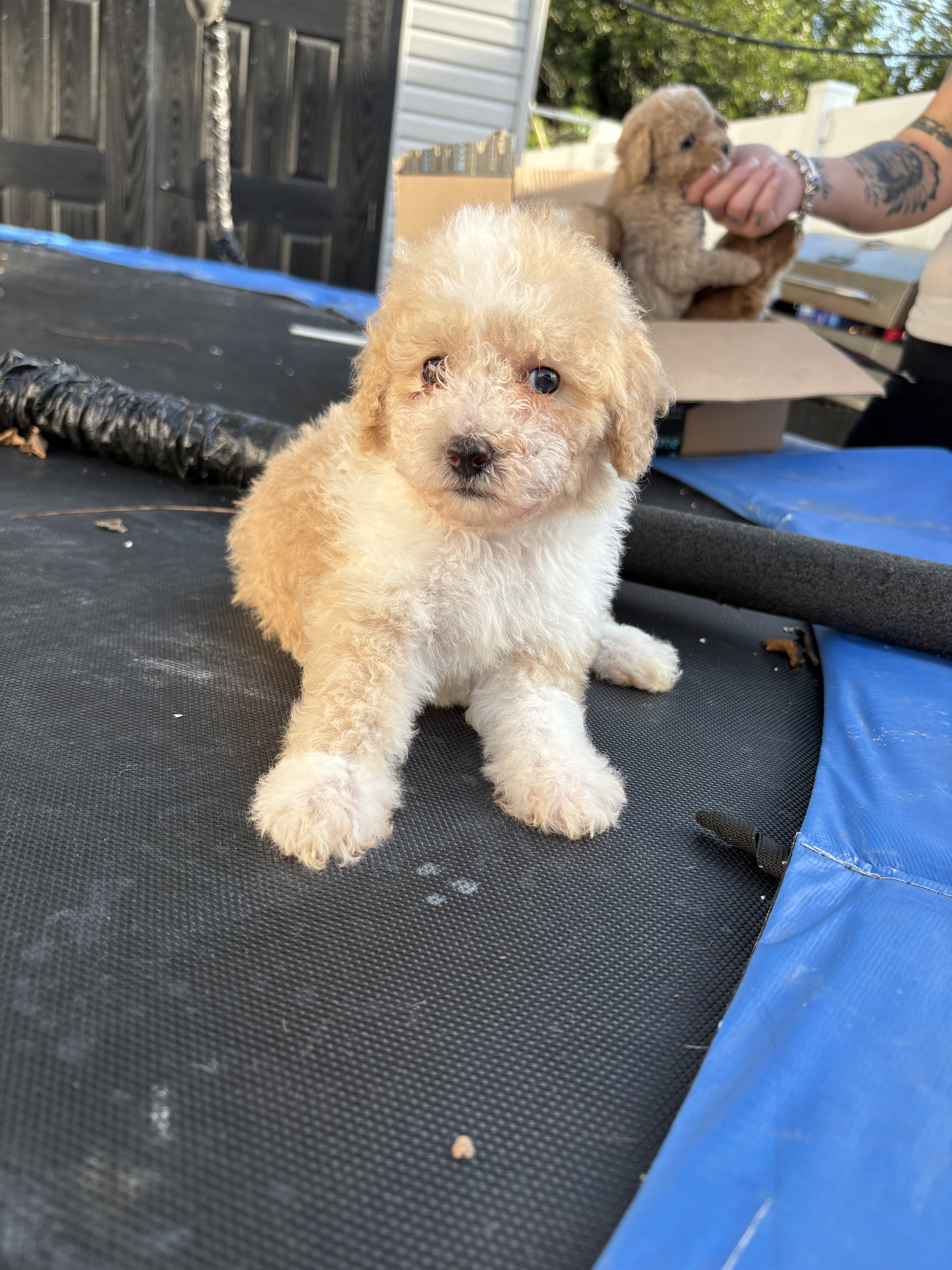 Minature poodles image 3