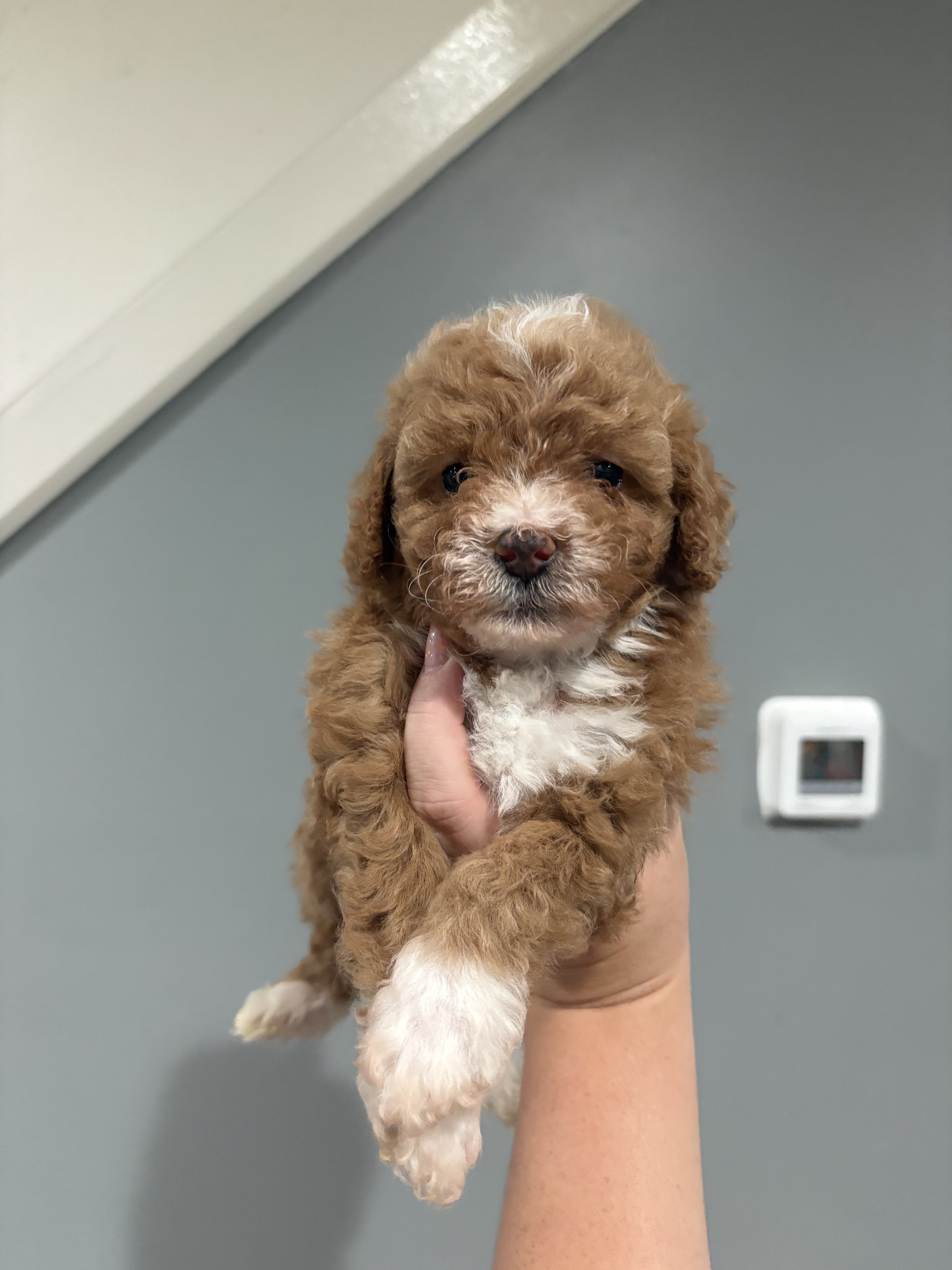 Minature poodles image 1