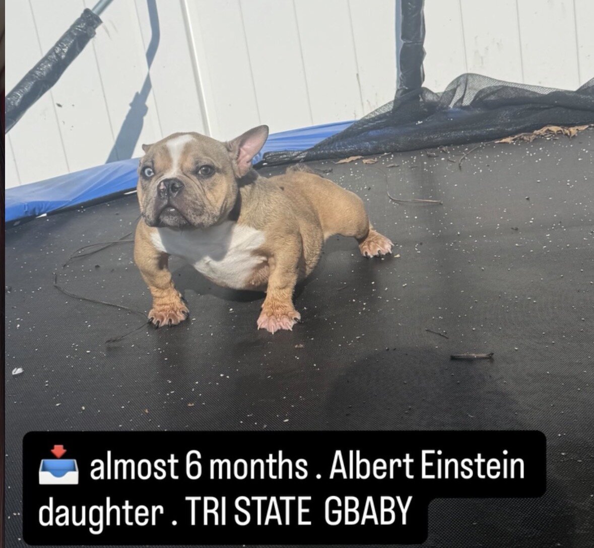 Micro bully image 4