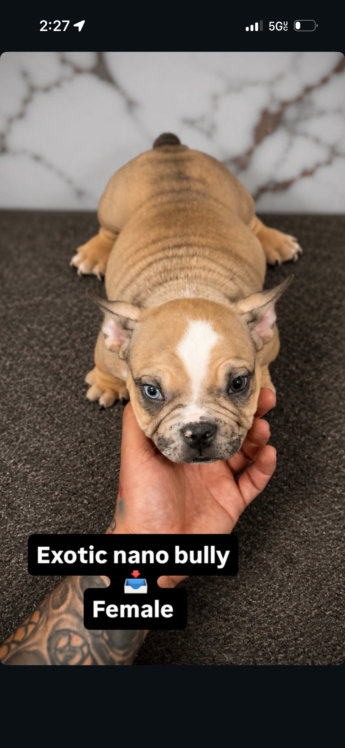 Micro bully image 2