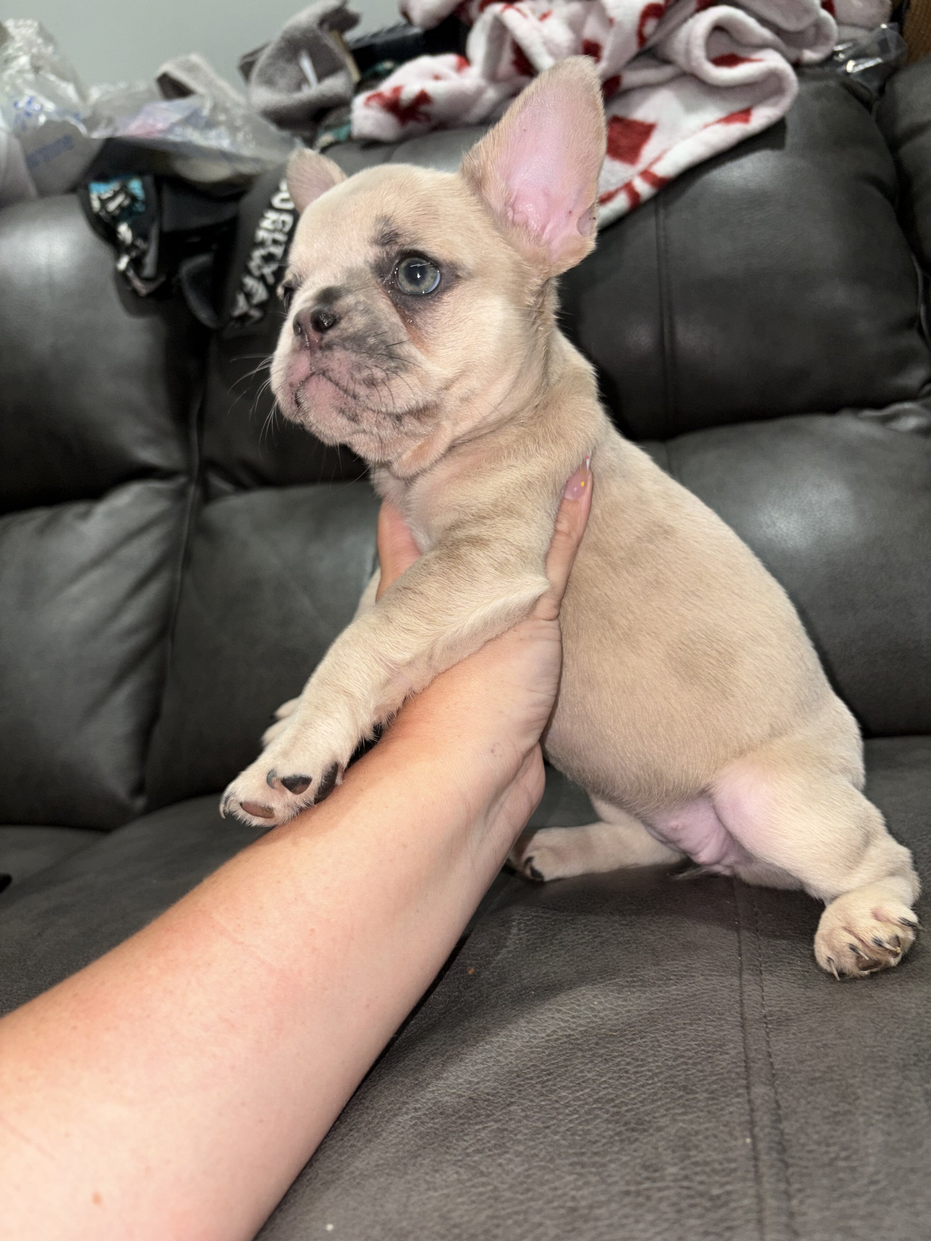 Female Frenchie image 4