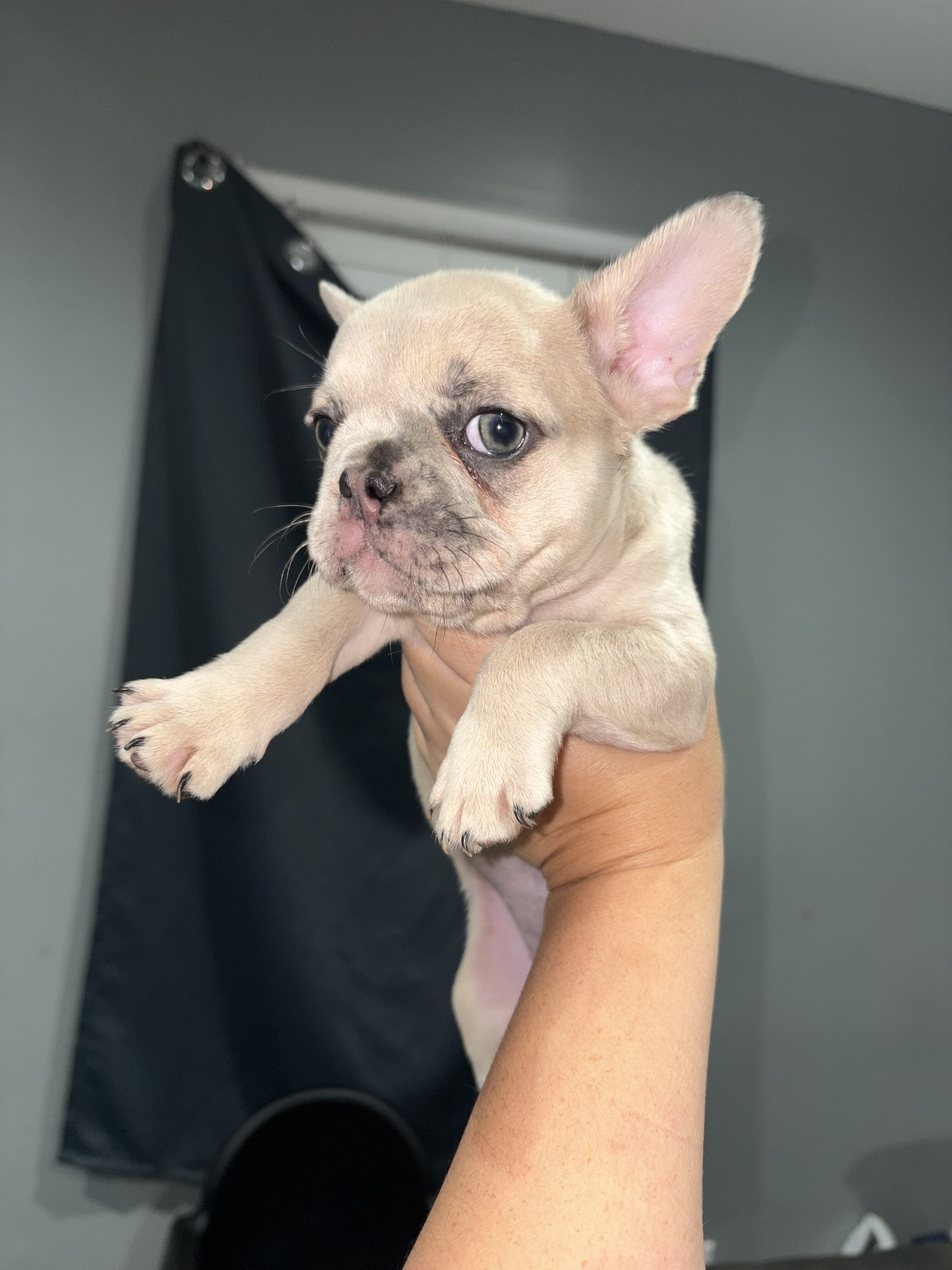 Female Frenchie image 3