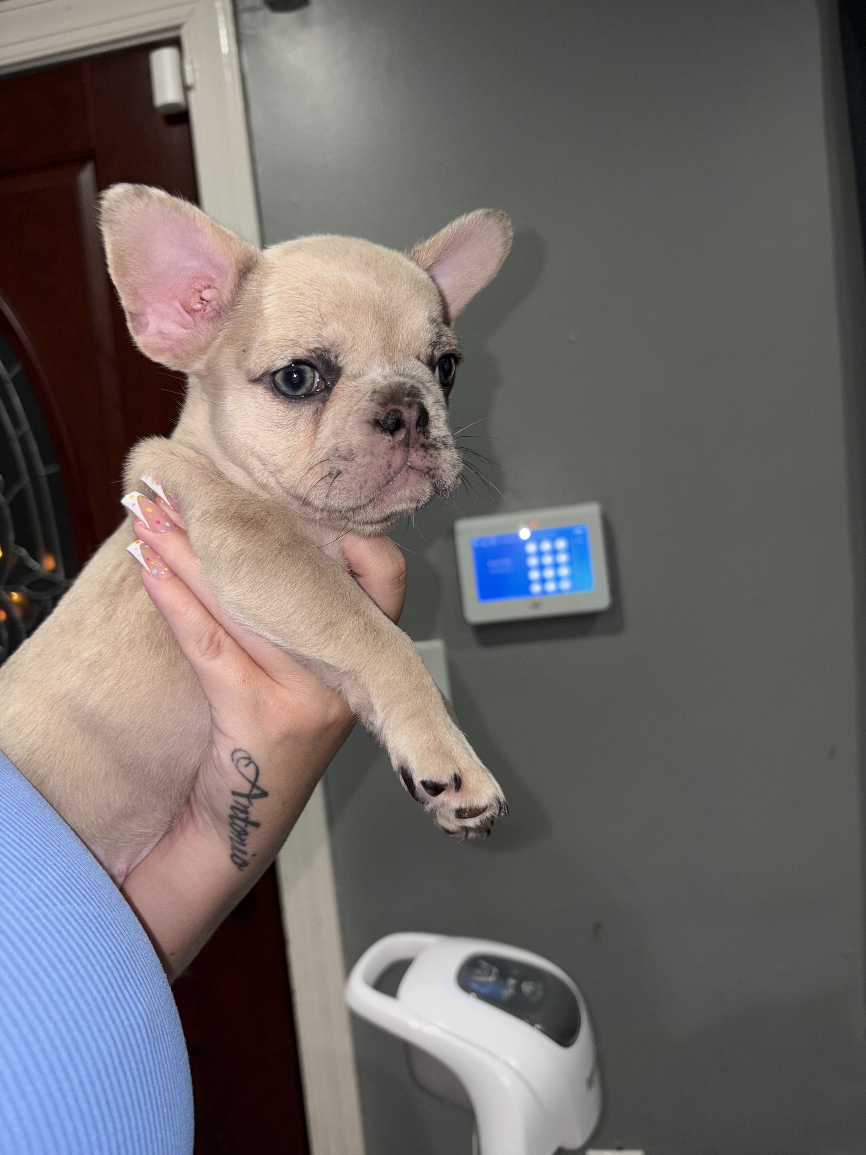 Female Frenchie image 2