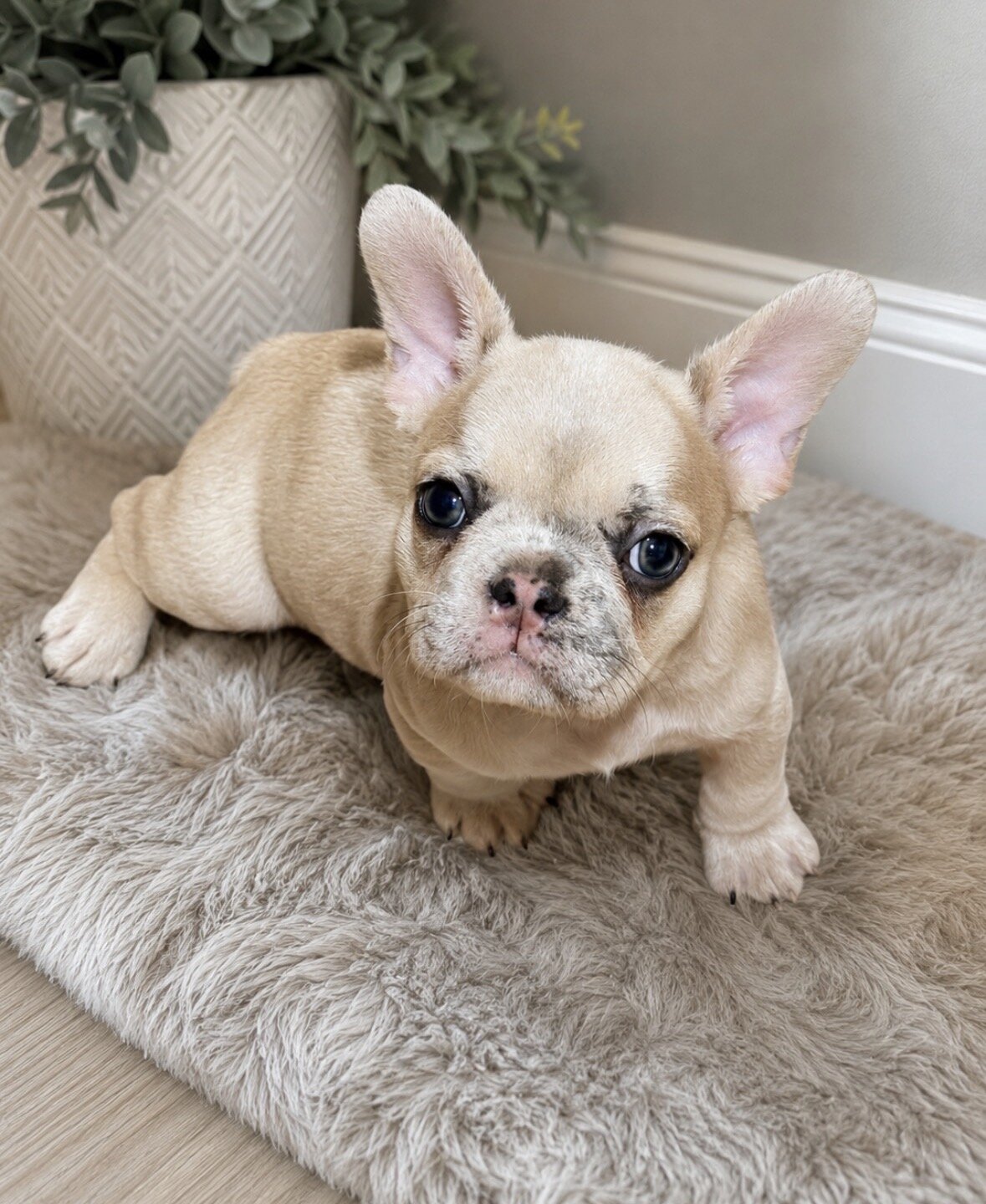 Female Frenchie image 1