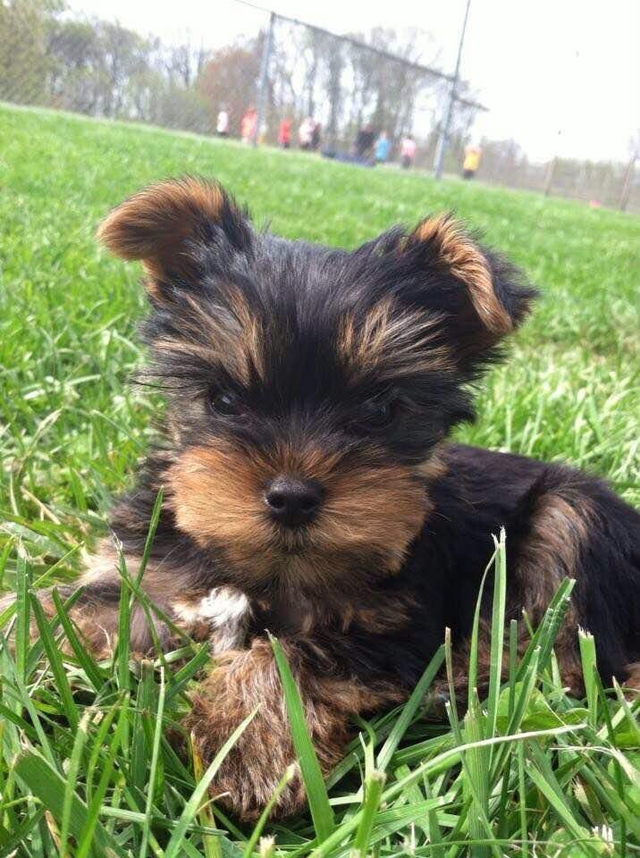 Puppy image 1