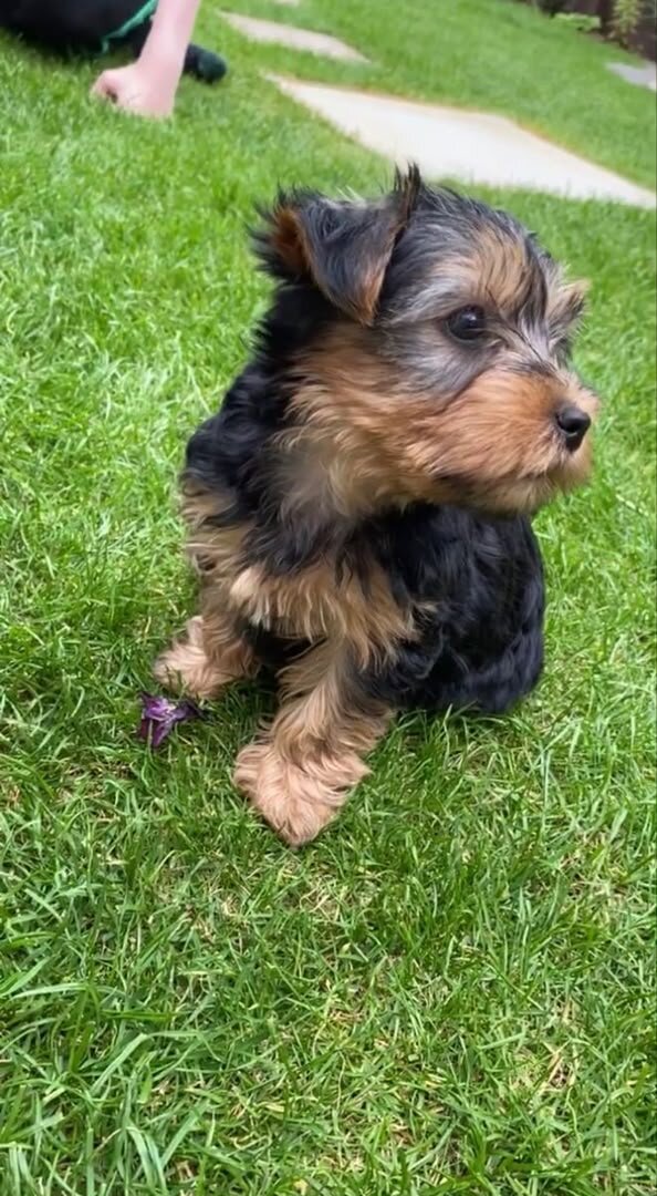 Puppy image 3