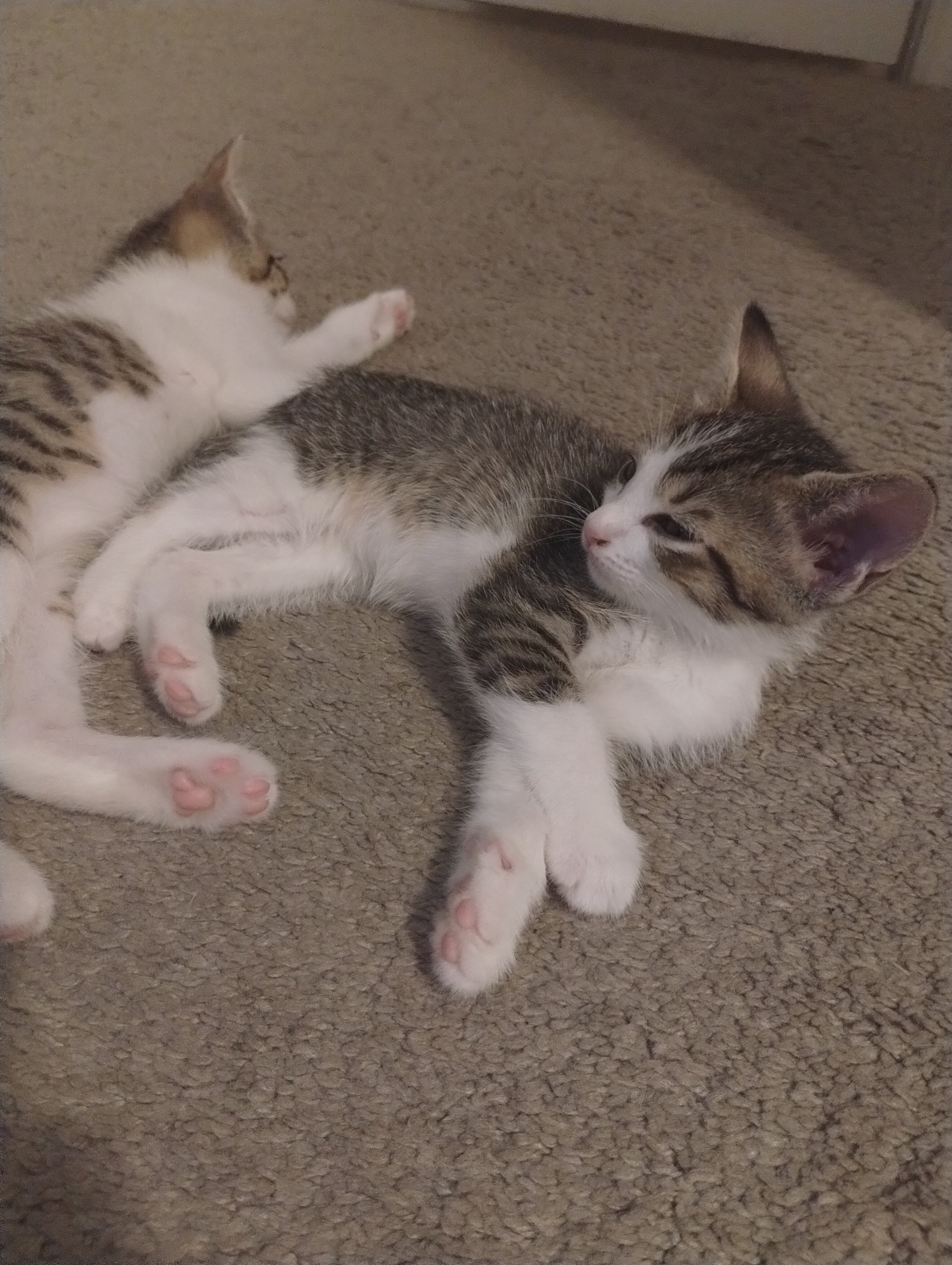 Oreo and Cream (A package deal!) image 1