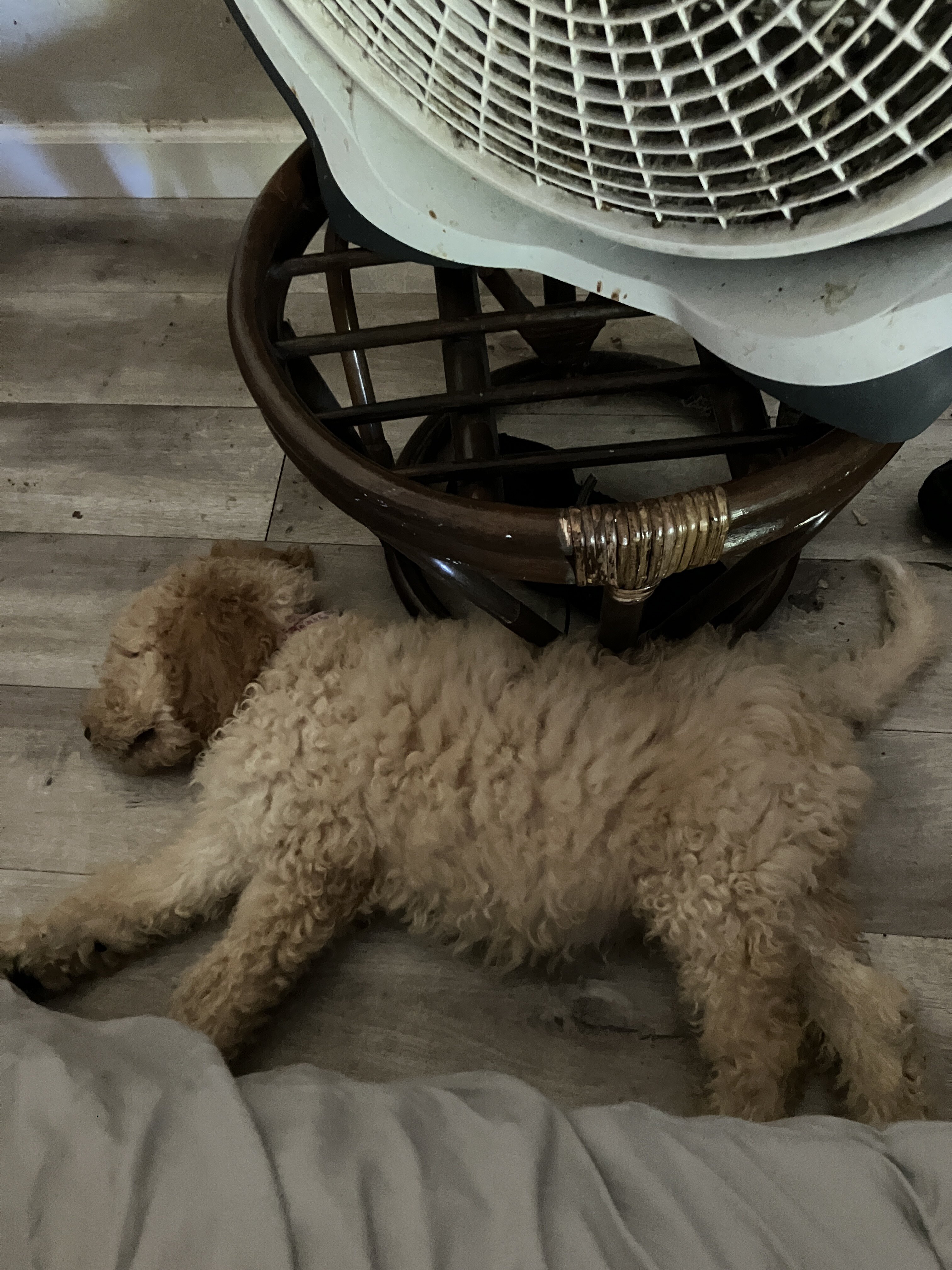 puppy 3mos image 3
