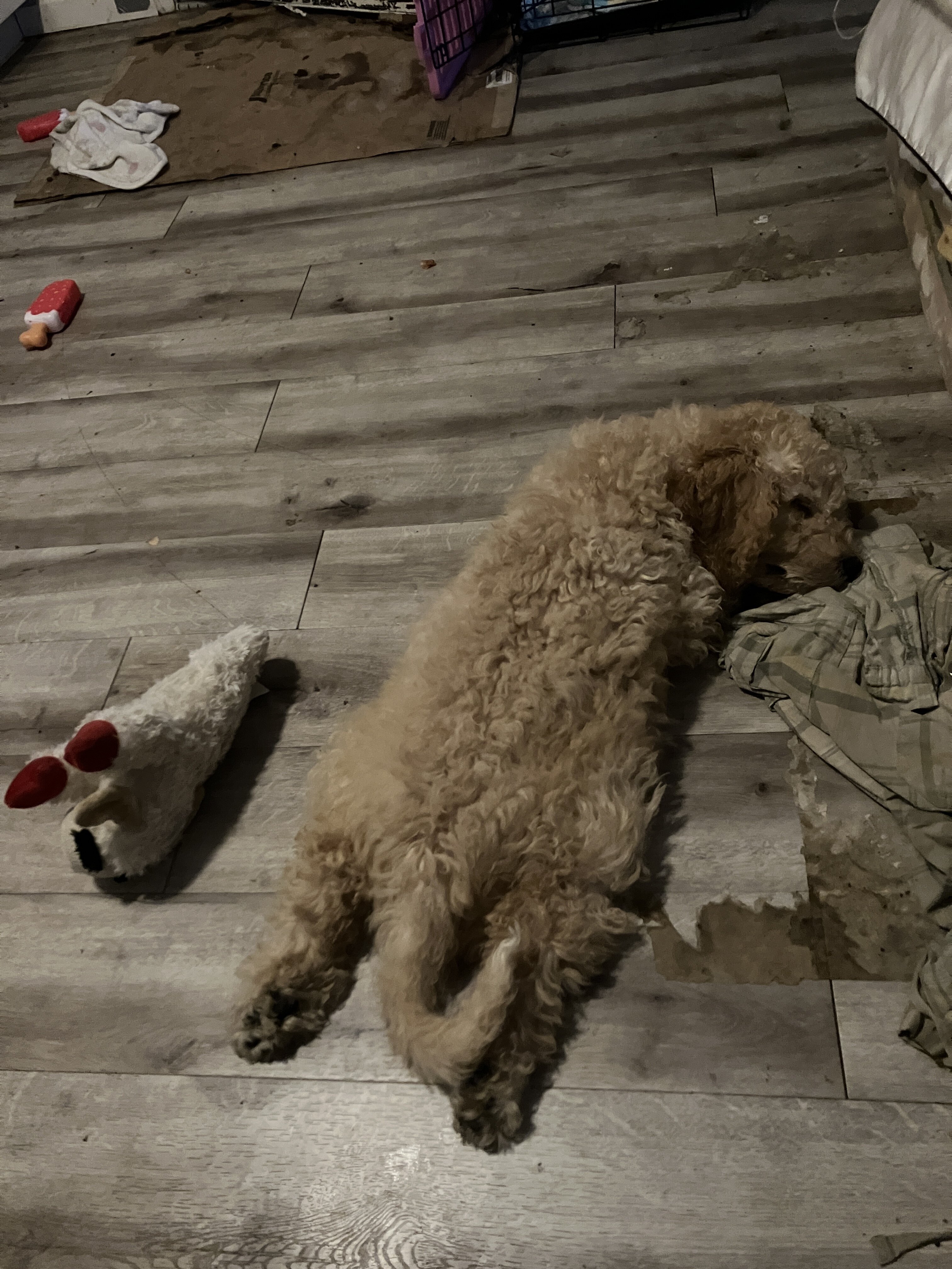 puppy 3mos image 1
