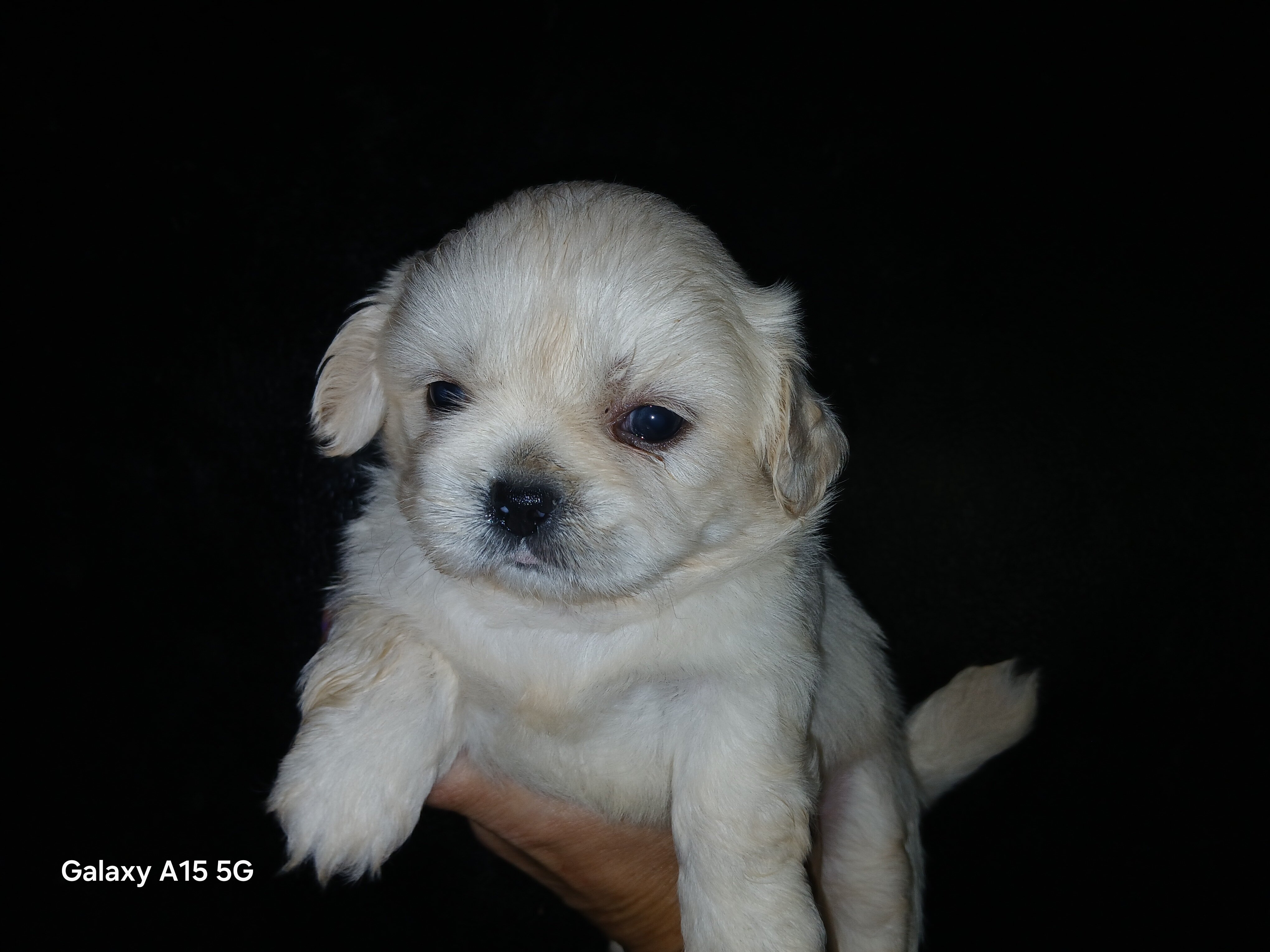 Shihtzu puppies image 1