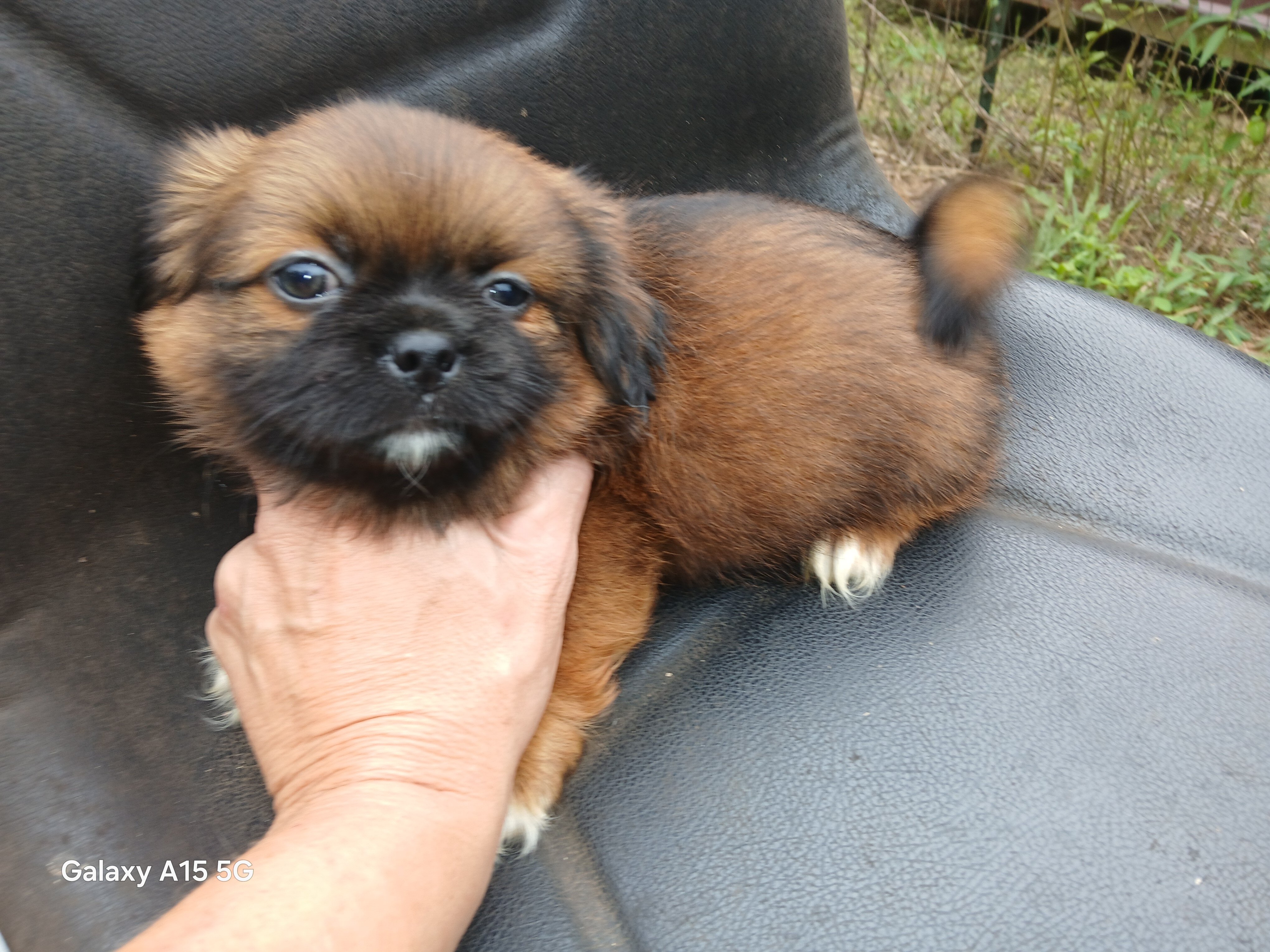 Shihtzu puppies image 3
