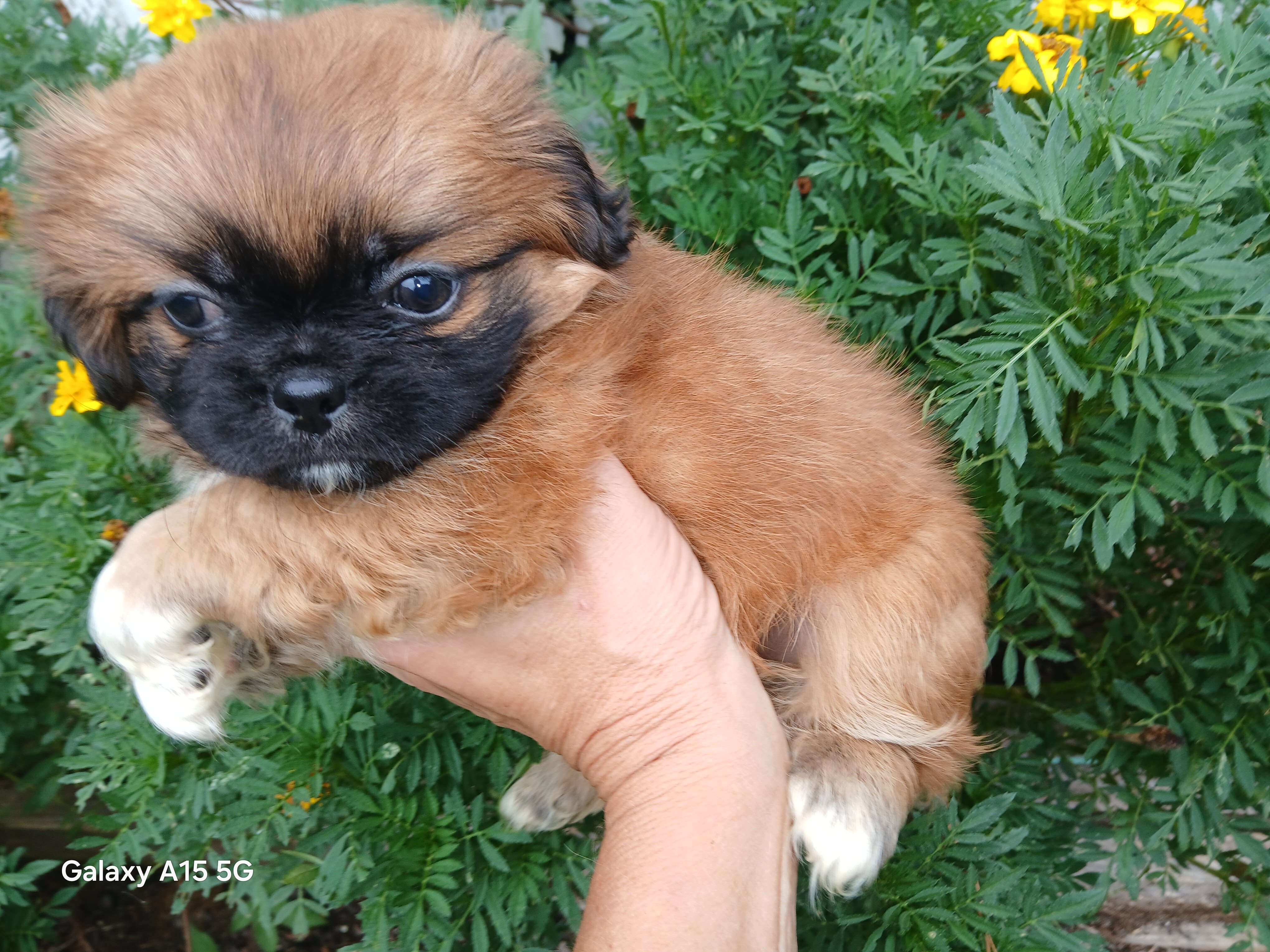 Shihtzu puppies image 2
