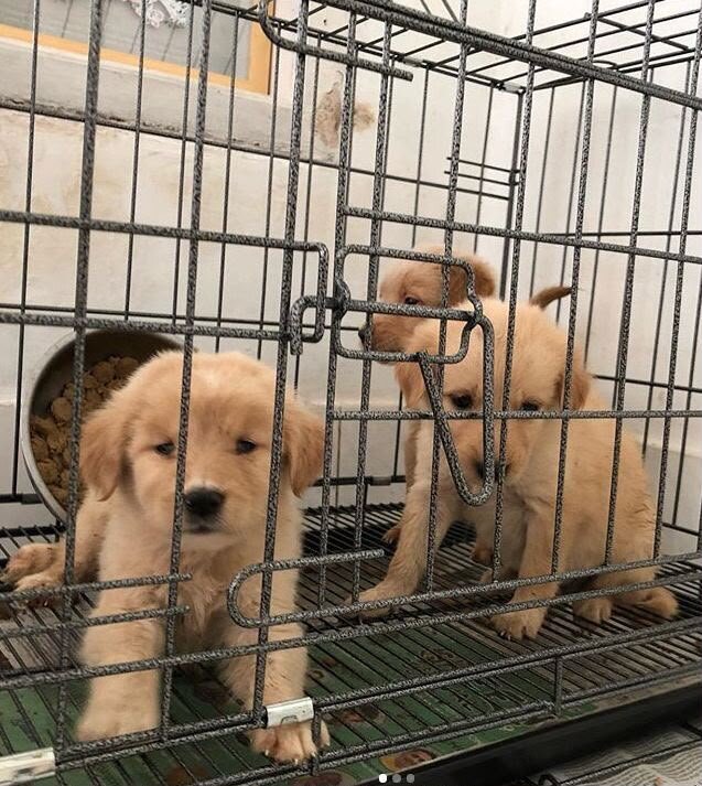 Golden retriever image 1