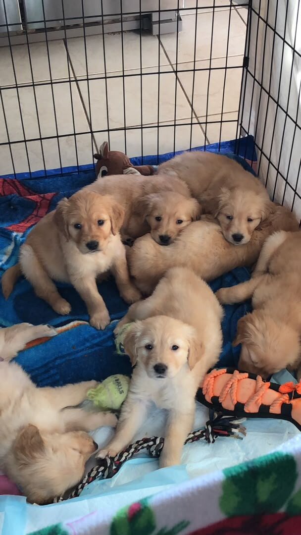 Golden retriever image 2