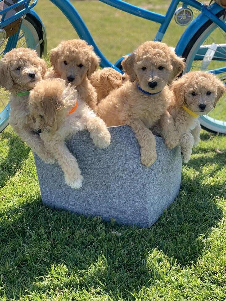 Golden retriever image 3