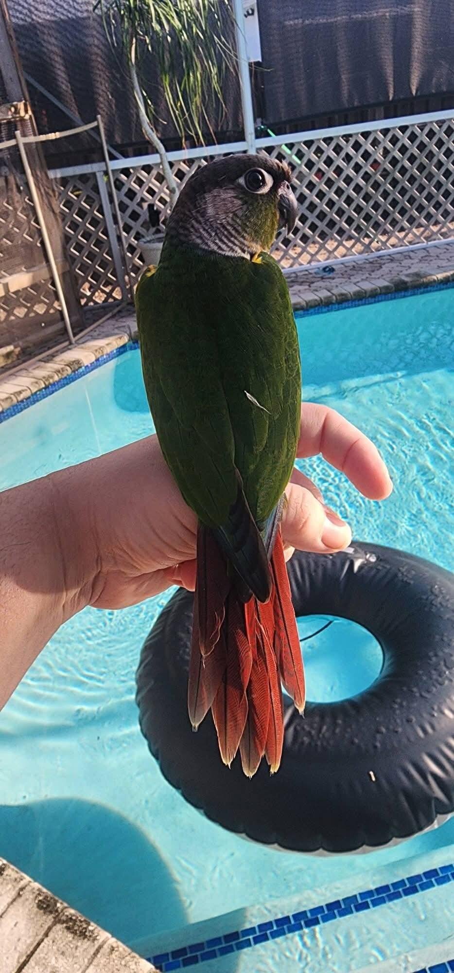 Green Cheek Conure image 2