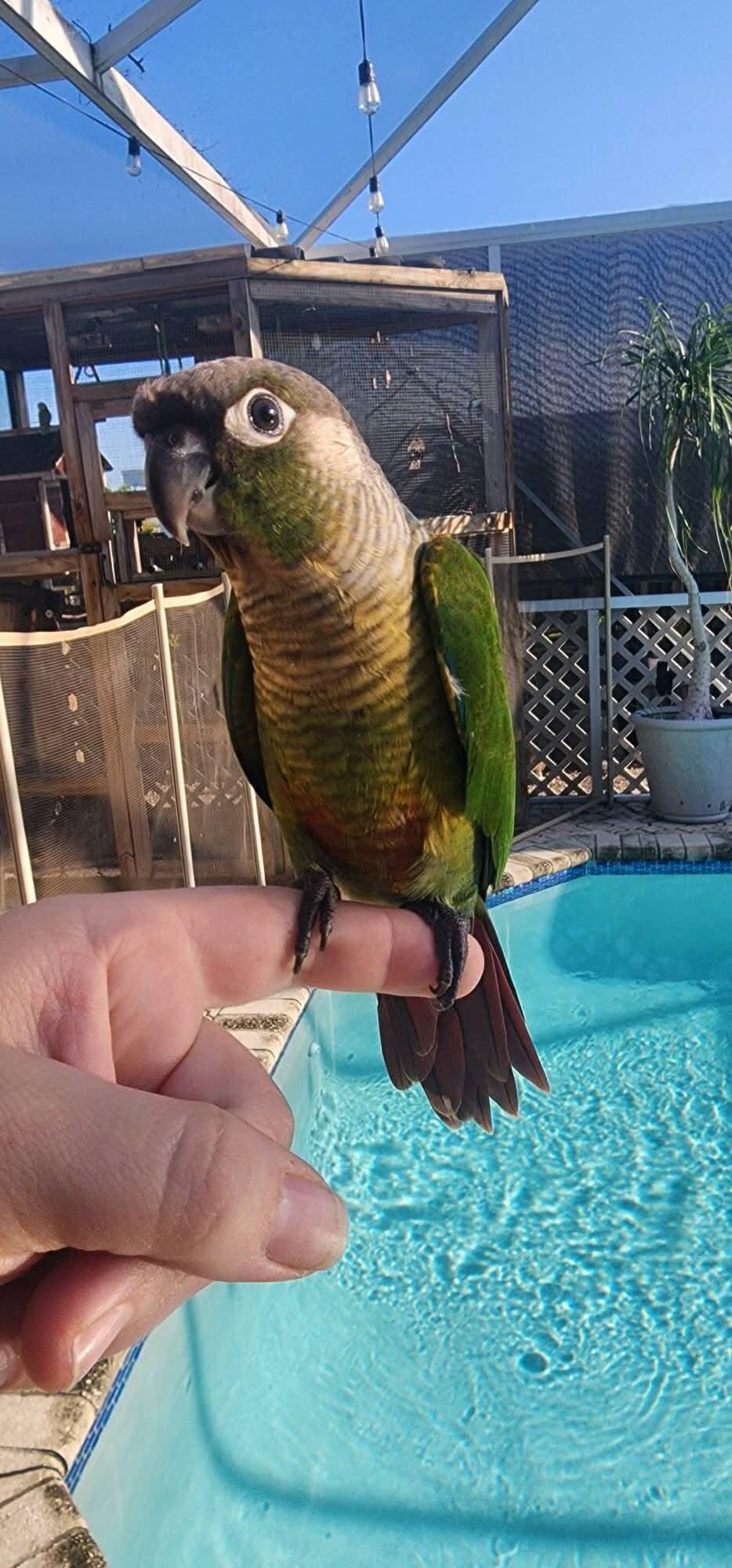 Green Cheek Conure image 1