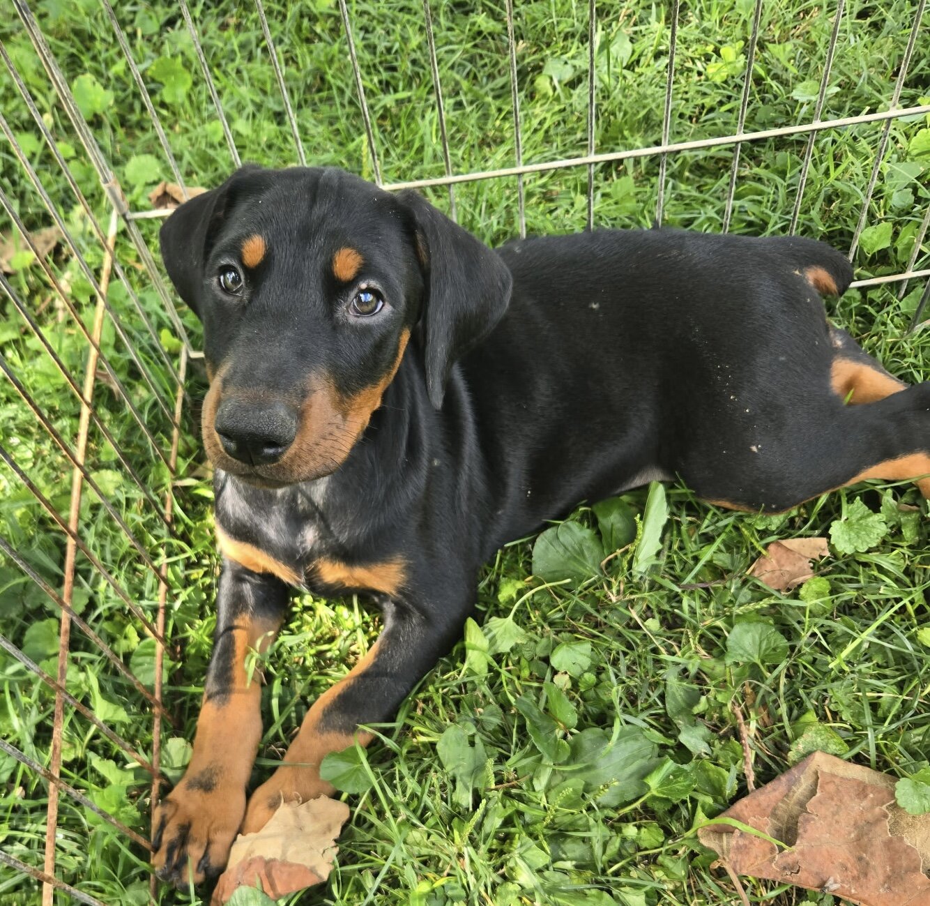 Doberman Pinscher puppy image 1