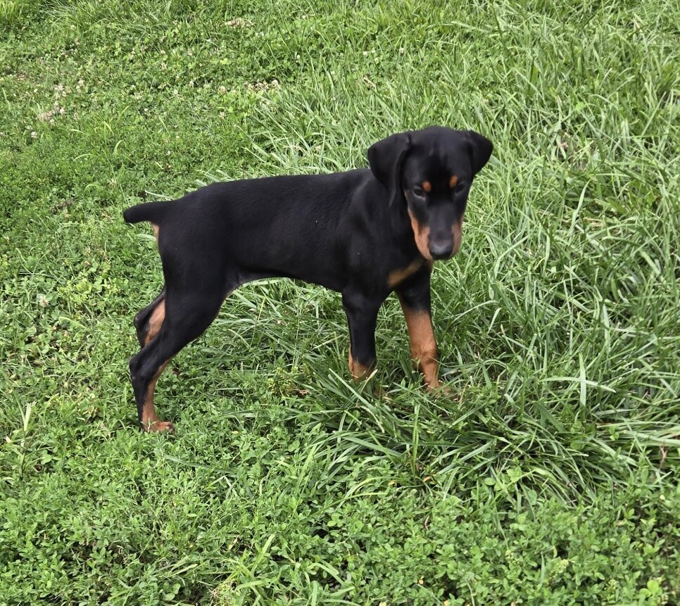 Doberman Pinscher puppy image 2