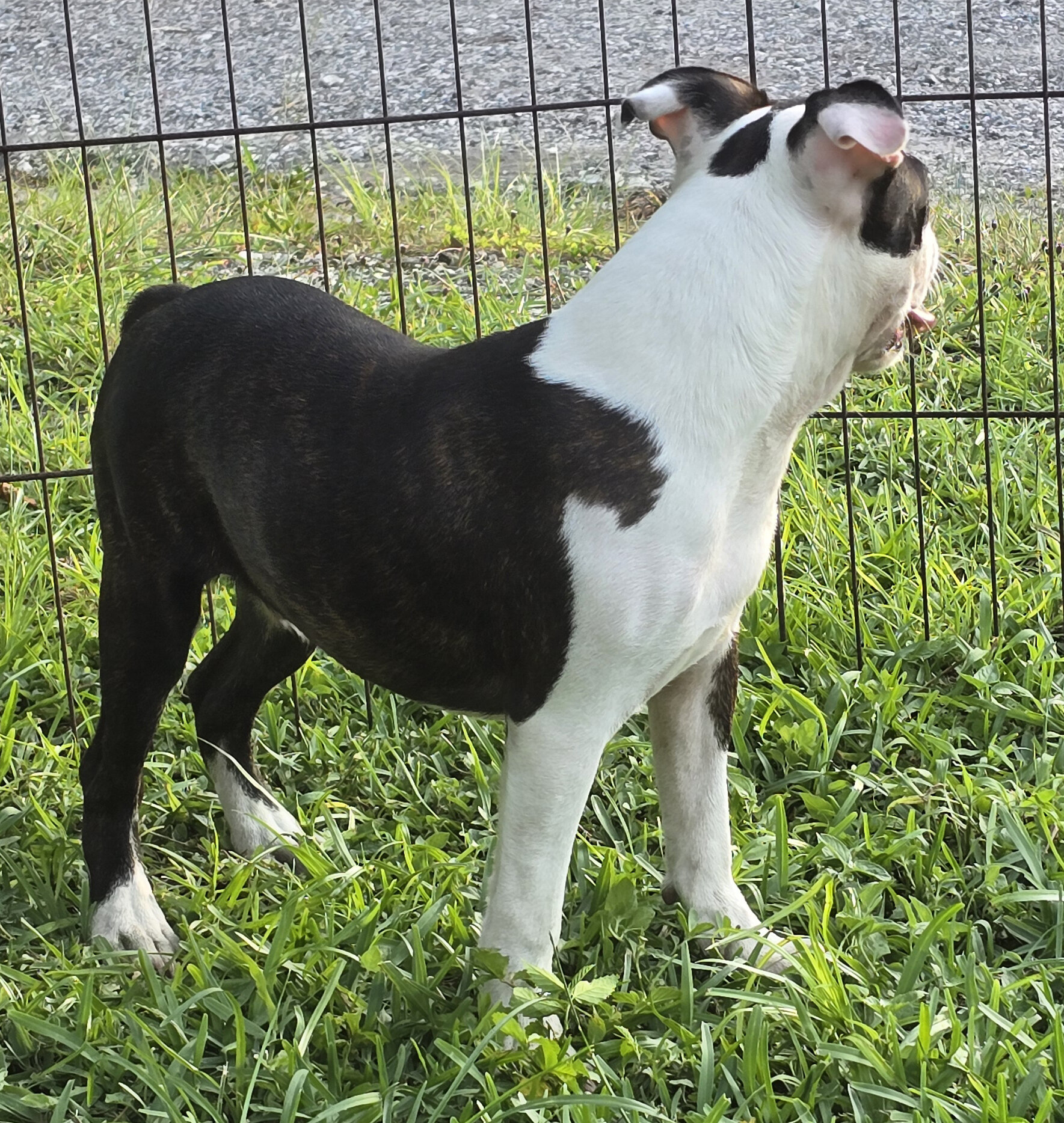 Boston Terrier Boy image 6