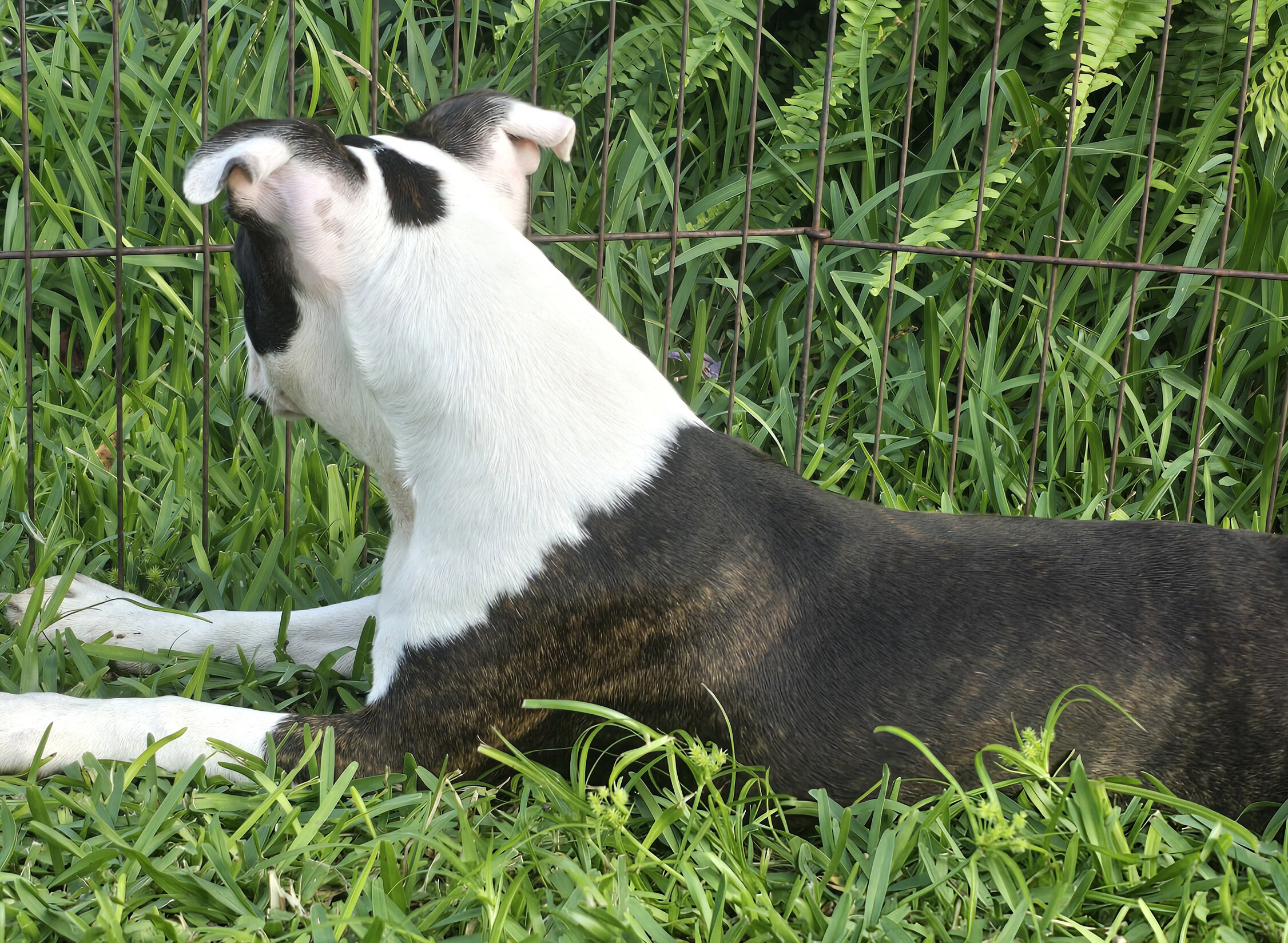 Boston Terrier Boy image 2