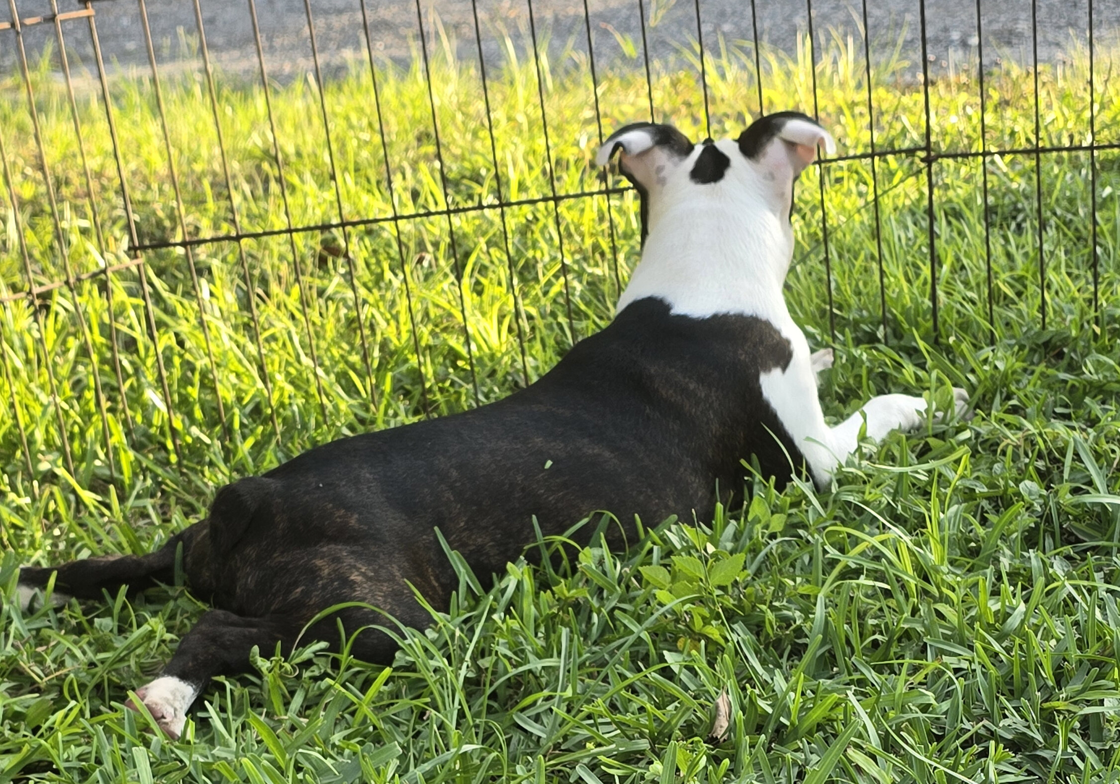 Boston Terrier Boy image 4