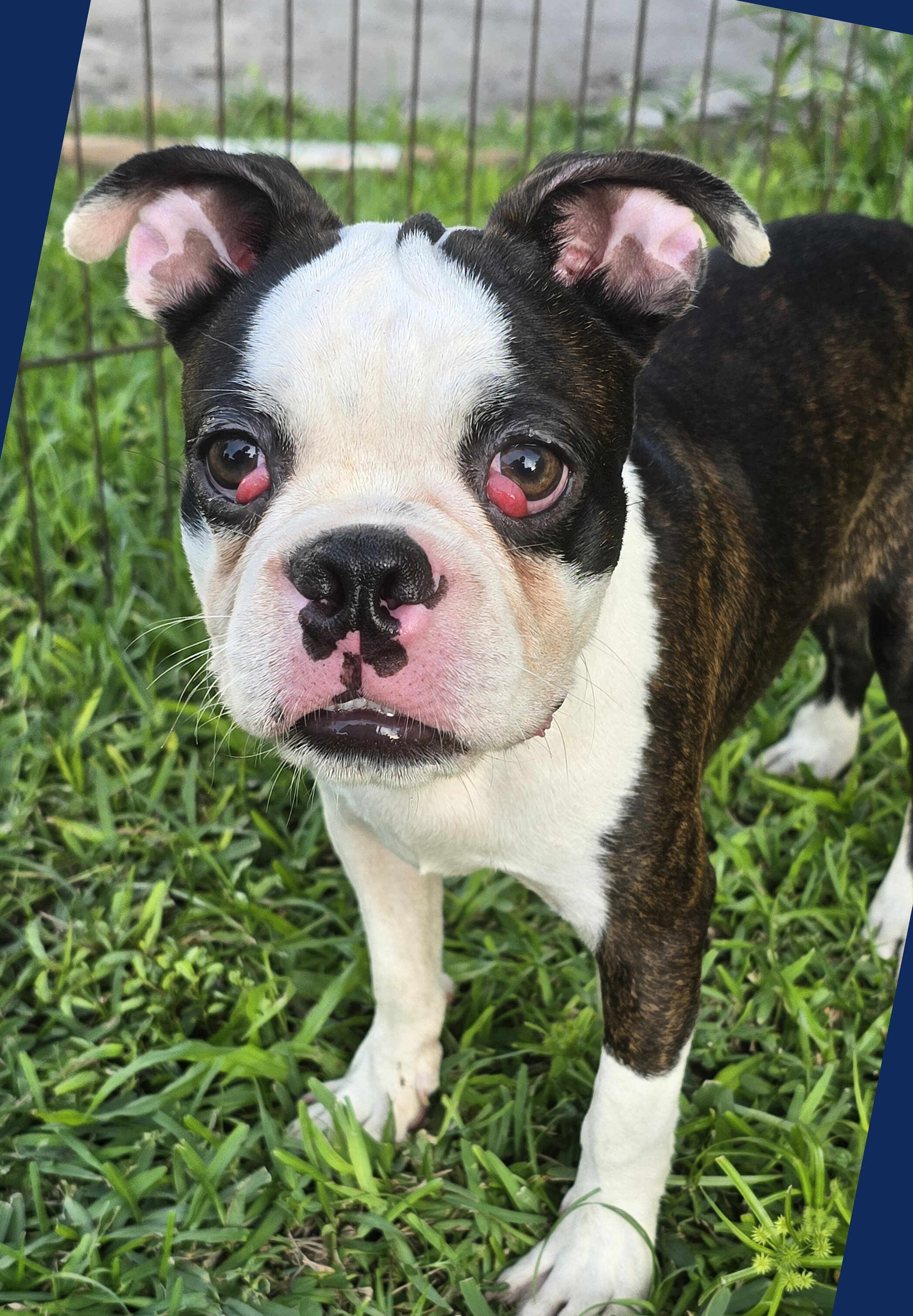 Boston Terrier Boy image 5