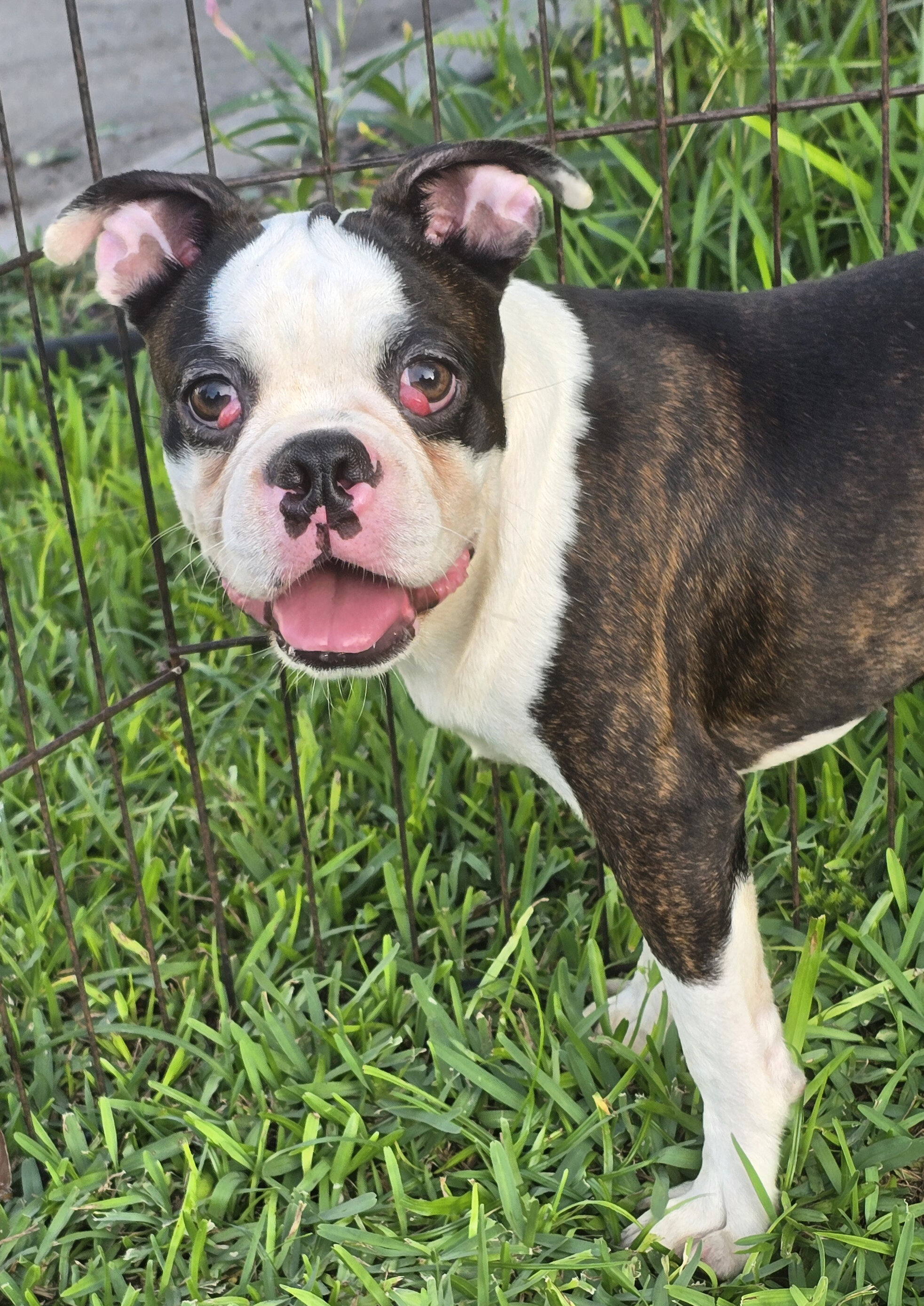 Boston Terrier Boy image 3