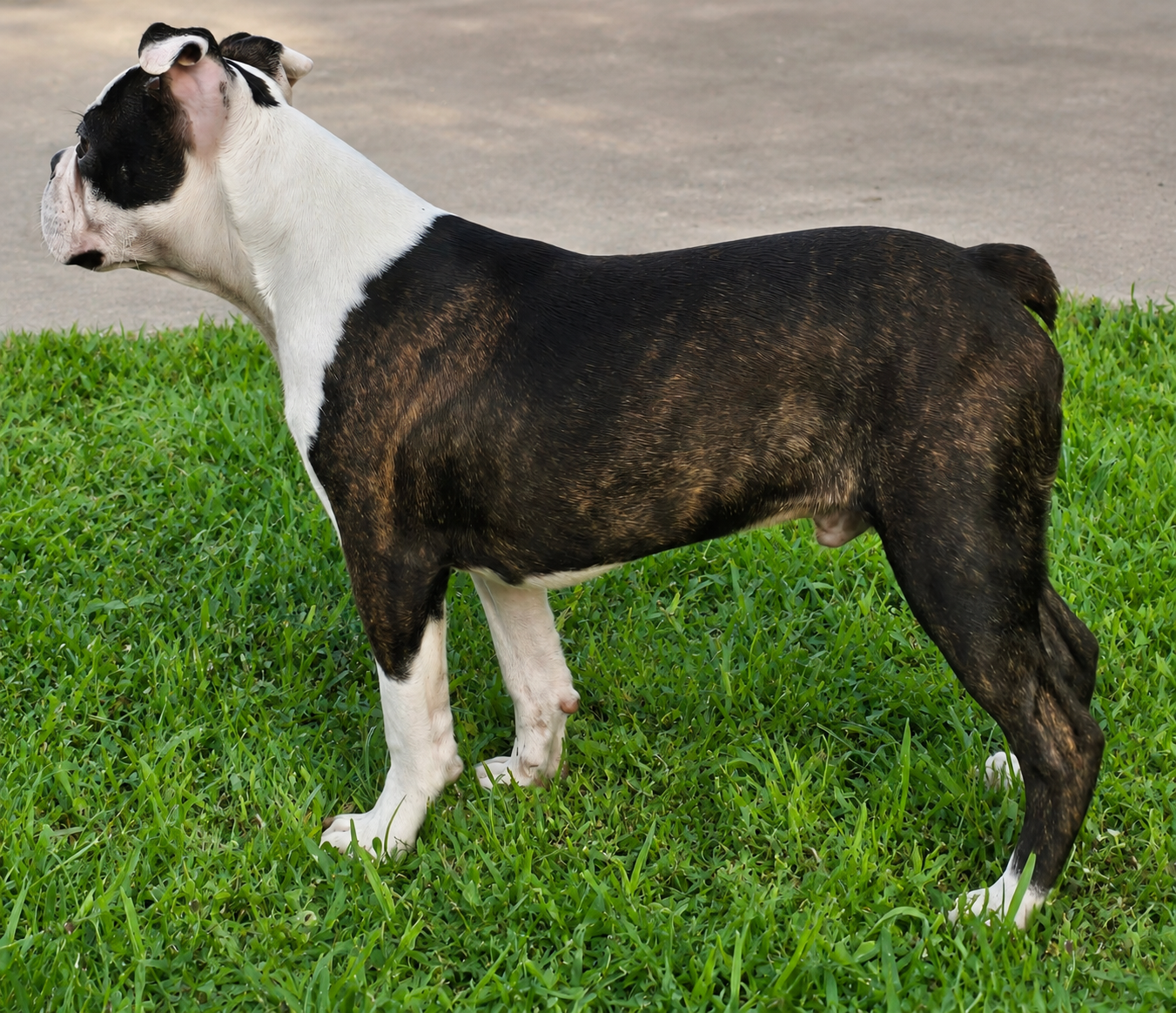 Boston Terrier Boy image 1