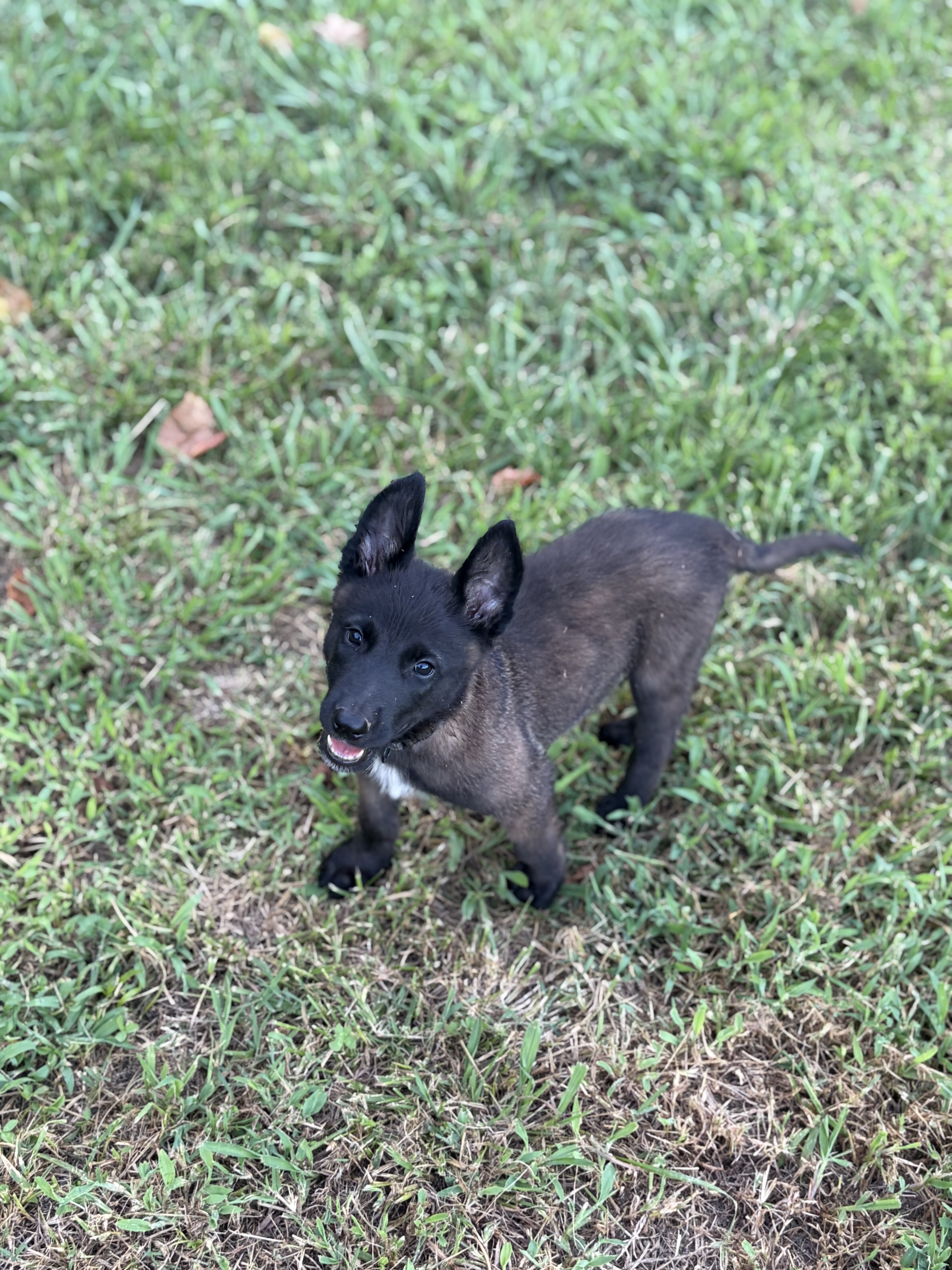 Belgain Malinois puppies image 4