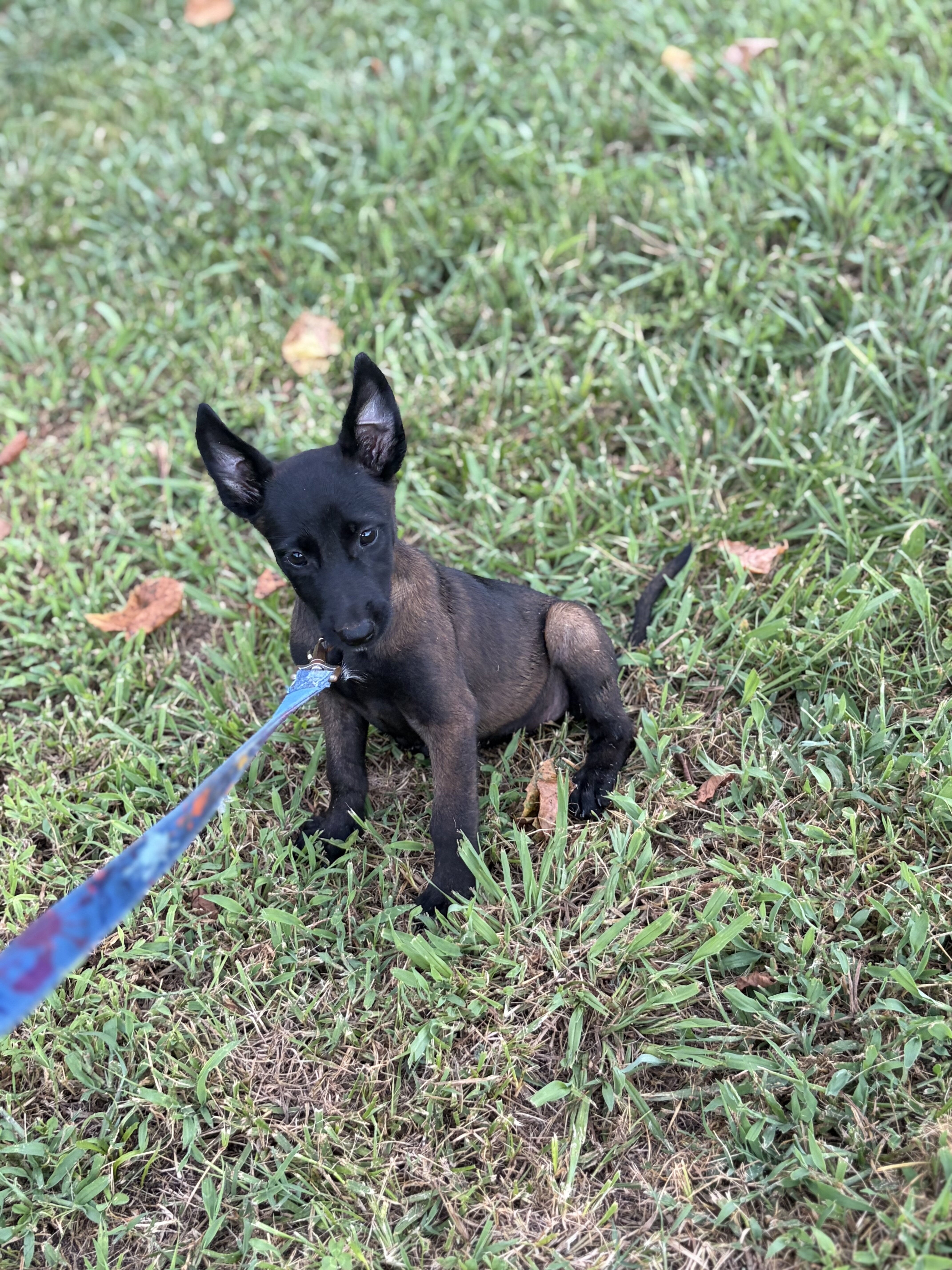 Belgain Malinois puppies image 3
