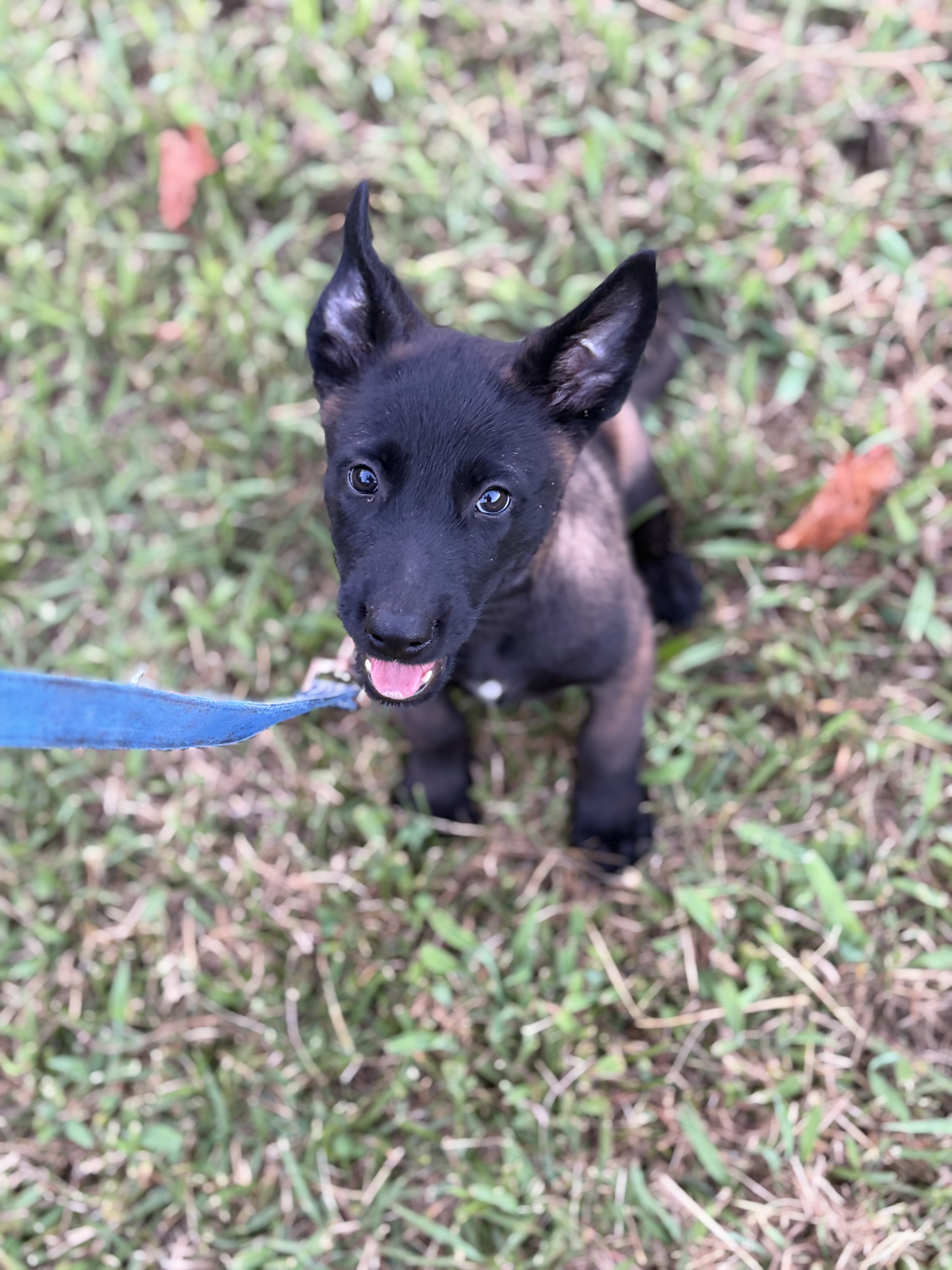 Belgain Malinois puppies image 2
