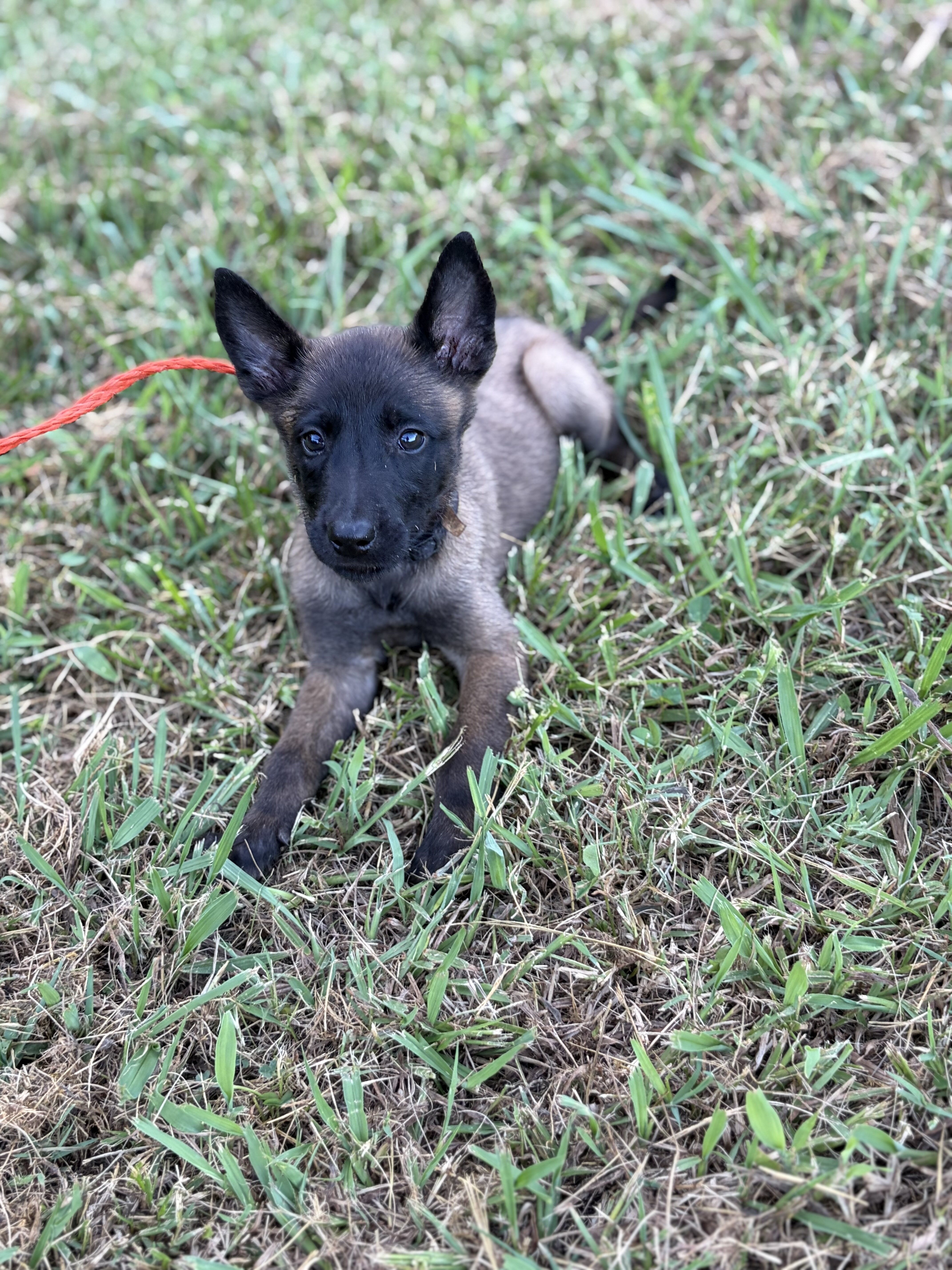 Belgain Malinois puppies image 1