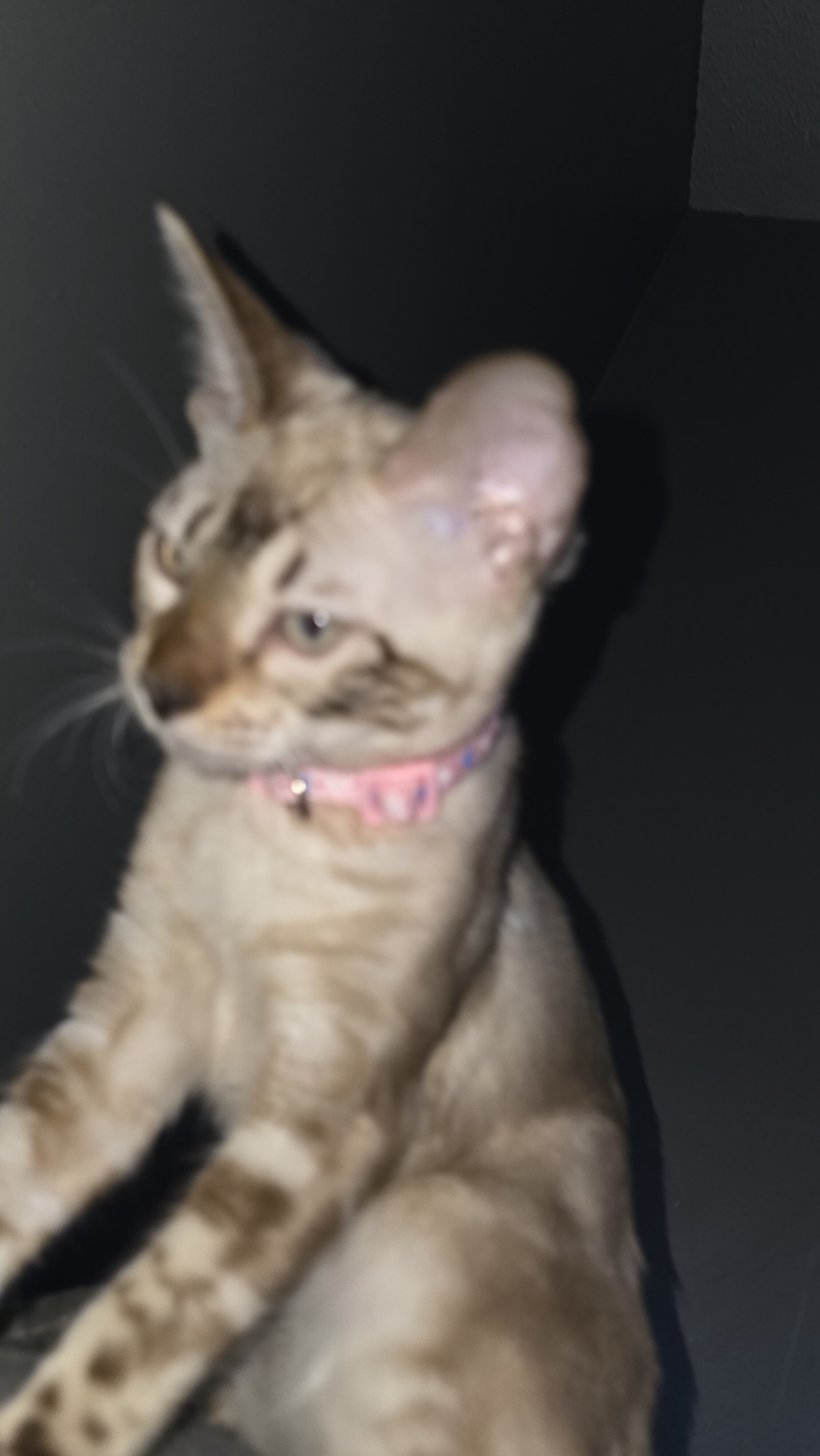 Lilo 5 month old snow mink tica registered bengal image 2