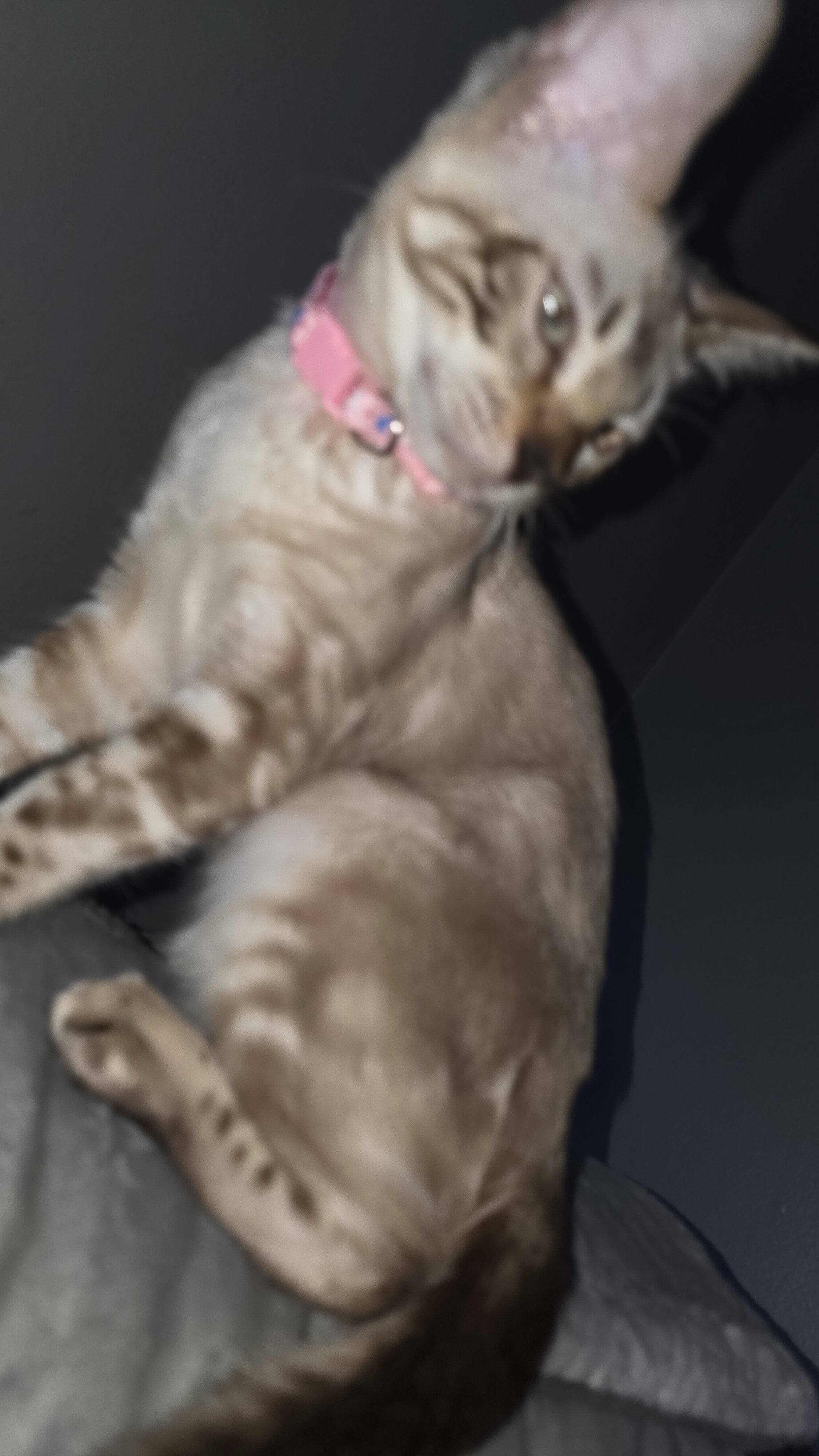 Lilo 5 month old snow mink tica registered bengal image 1