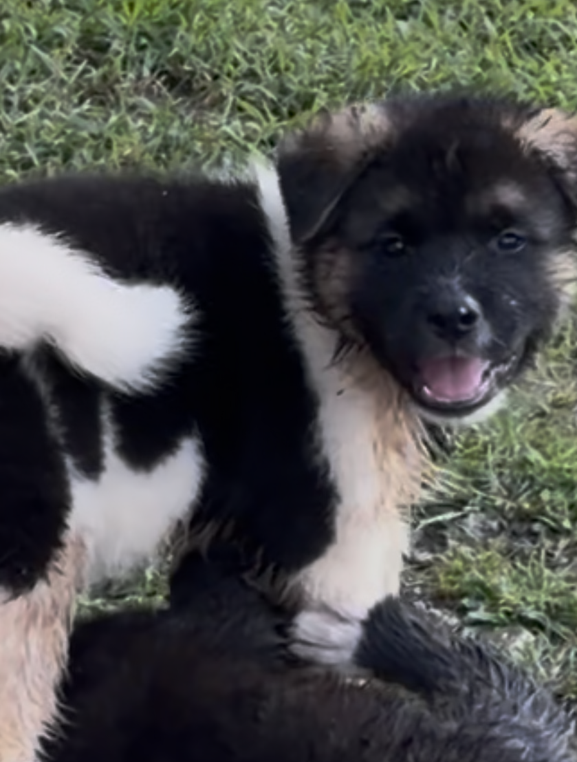 Akita puppies image 2
