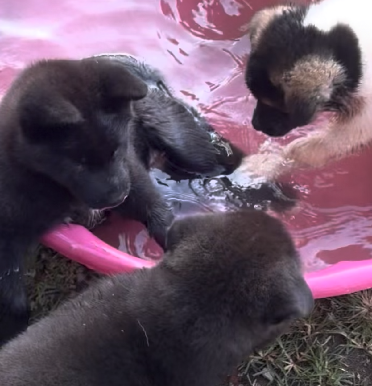 Akita puppies image 1