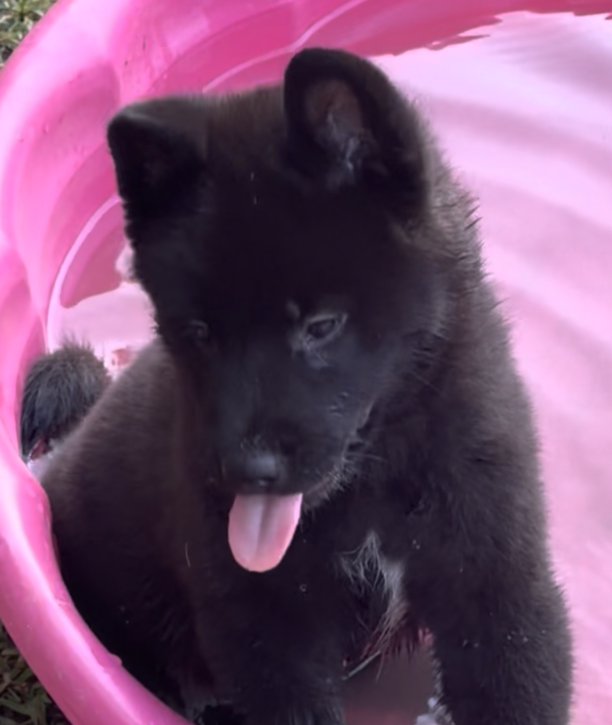 Akita puppies image 4