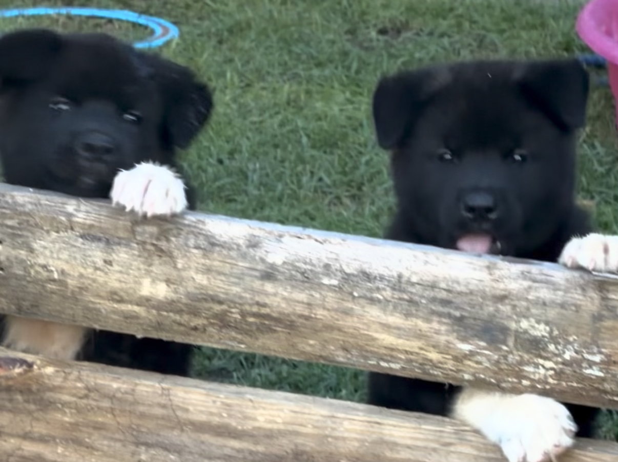 Akita puppies image 3