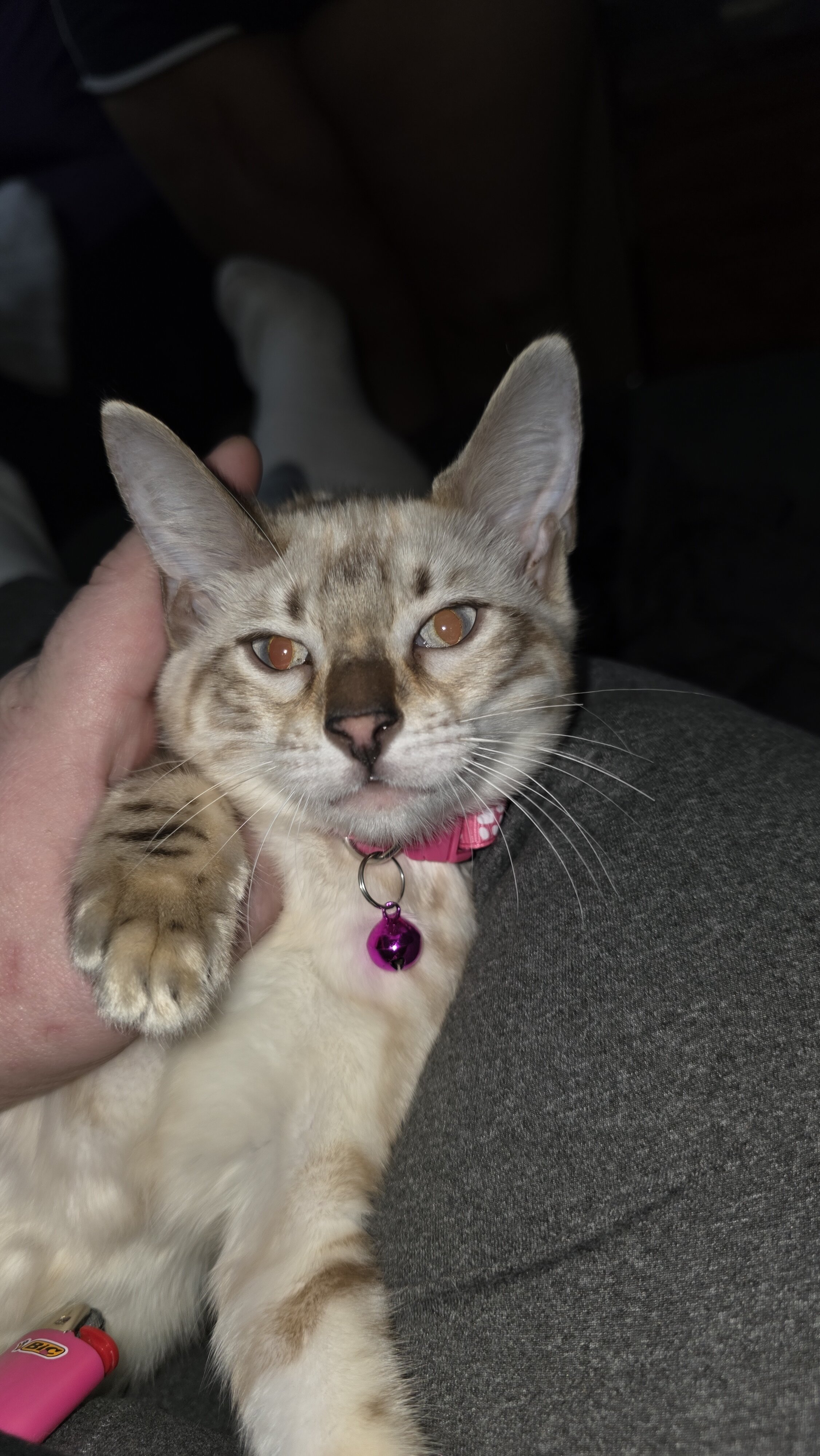 Willow 5 month old tica registered snow mink benga image 2
