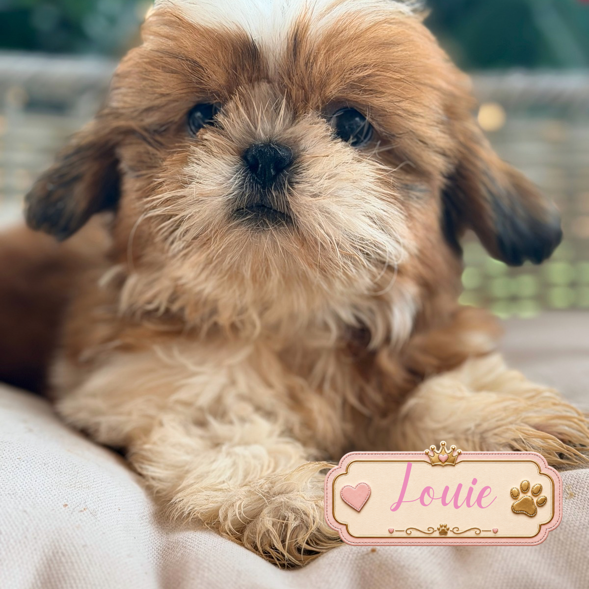 Shih Tzu puppies image 1