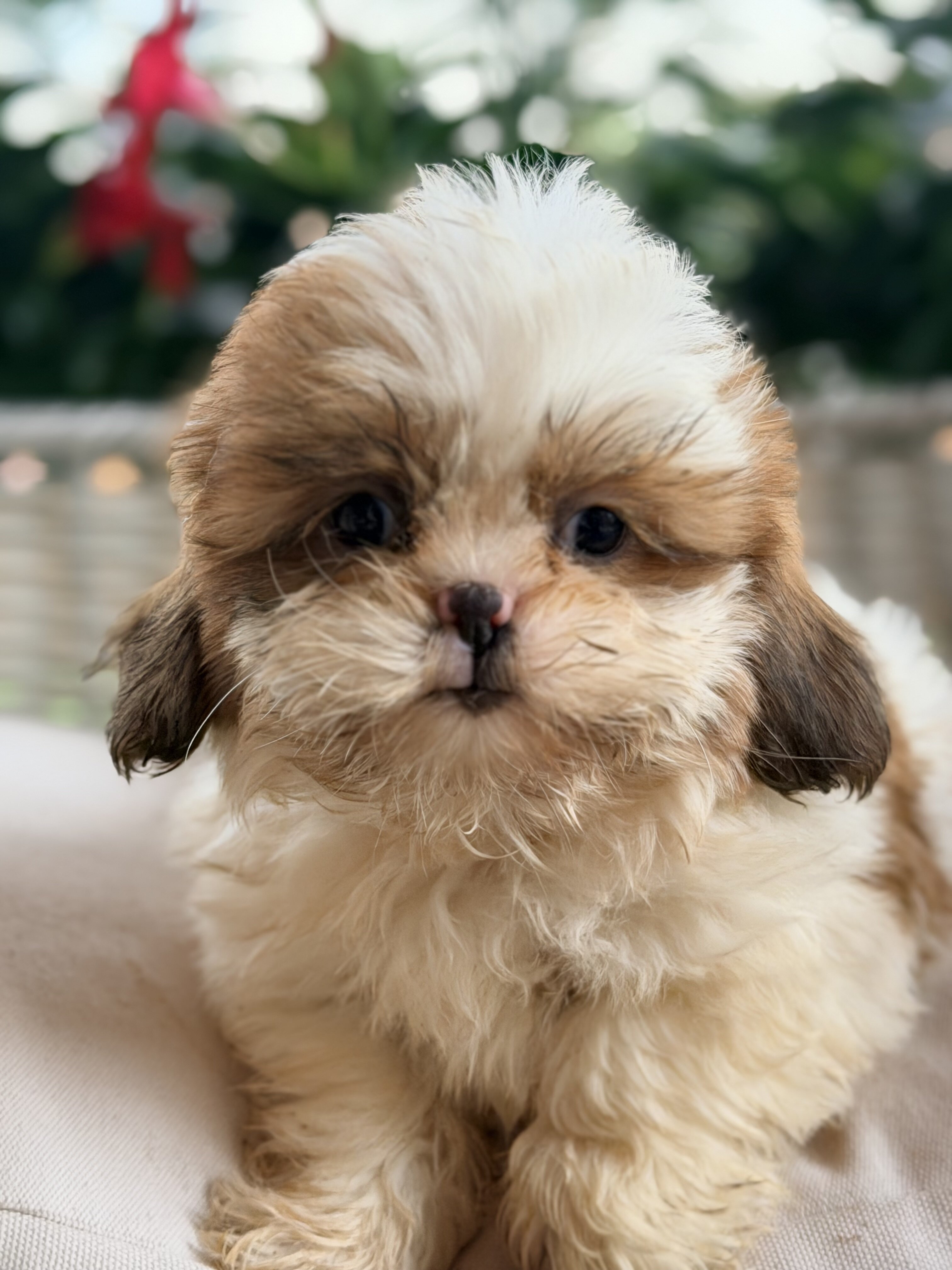 Shih Tzu puppies image 2